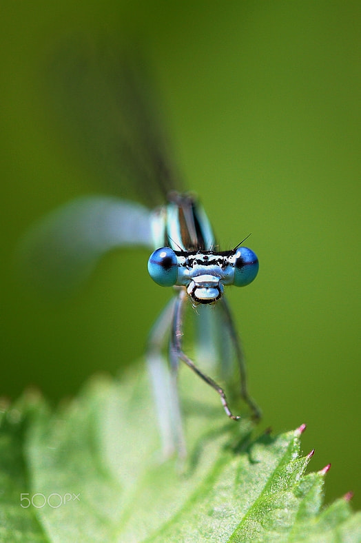 Sigma APO Macro 150mm f/2.8 EX DG HSM sample photo. Dragonfly (curios) photography