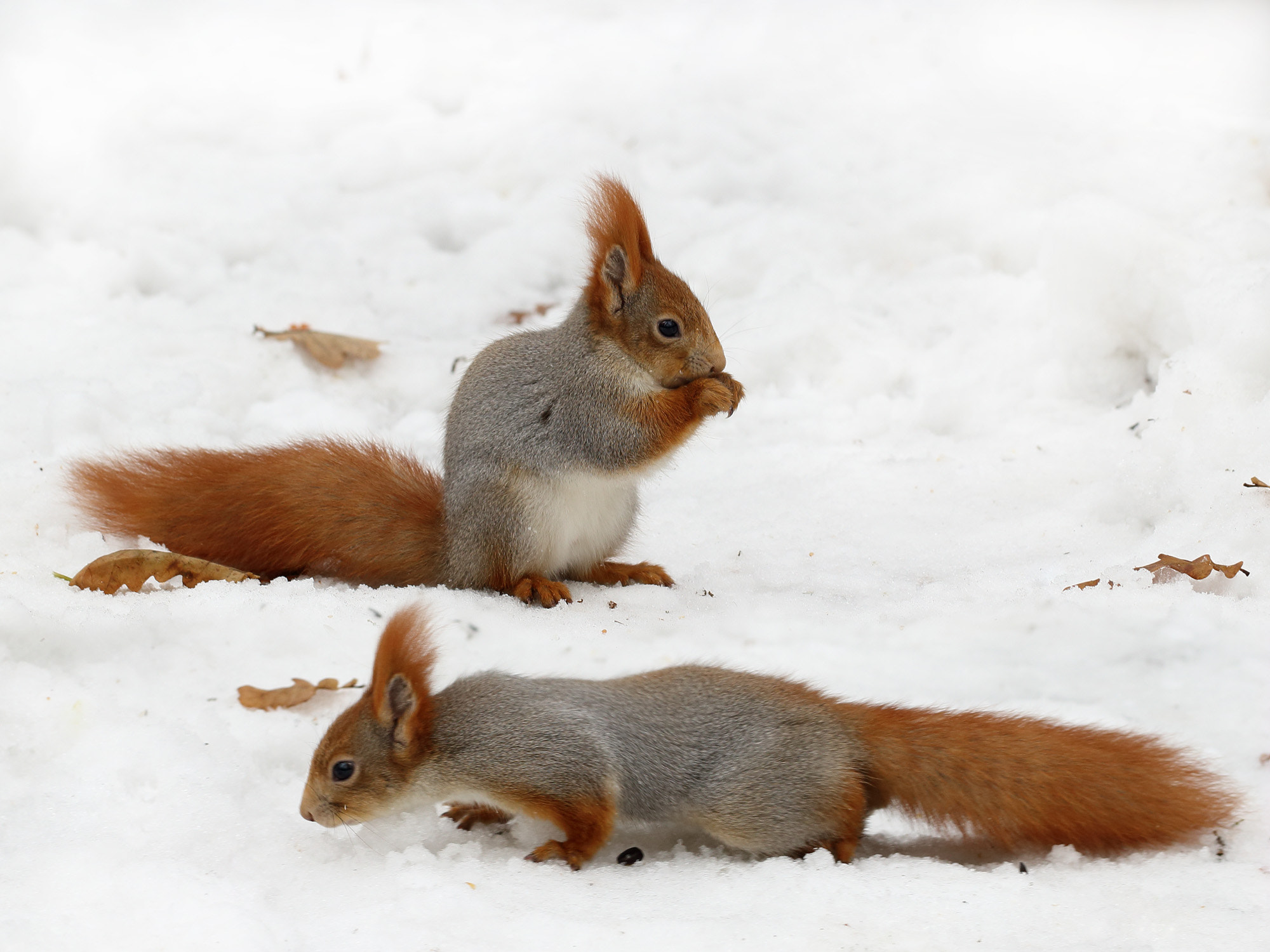 Canon EF 100mm F2.8L Macro IS USM sample photo. Squirrels photography
