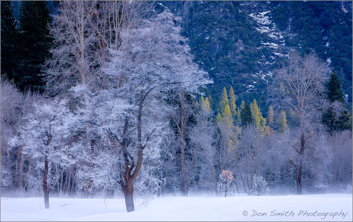 Canon EOS-1Ds Mark III + Canon EF 70-200mm F2.8L IS USM sample photo. Frozen trees in sentinnel meadow photography