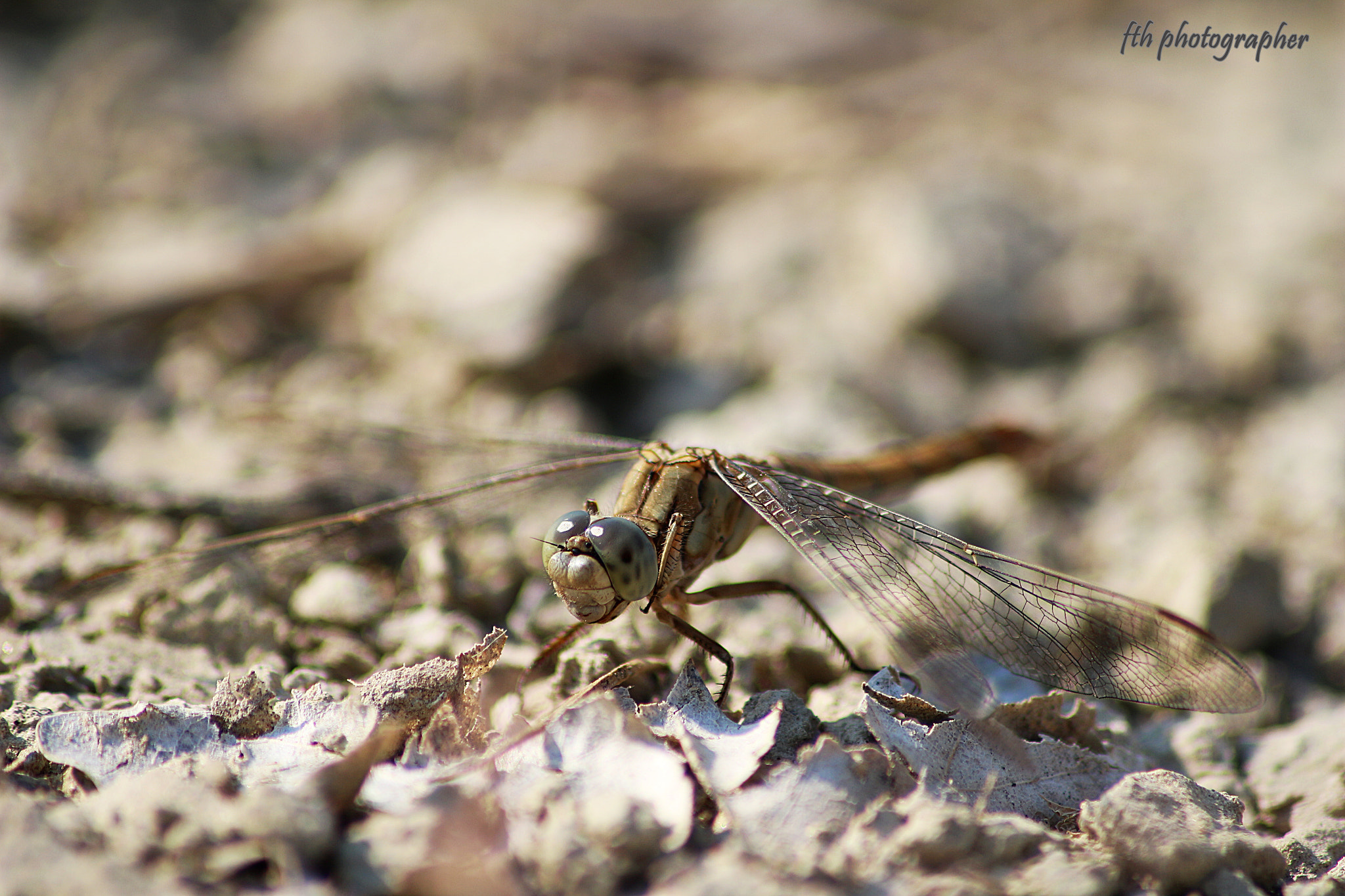 Canon EOS 100D (EOS Rebel SL1 / EOS Kiss X7) sample photo. Dragonfly photography