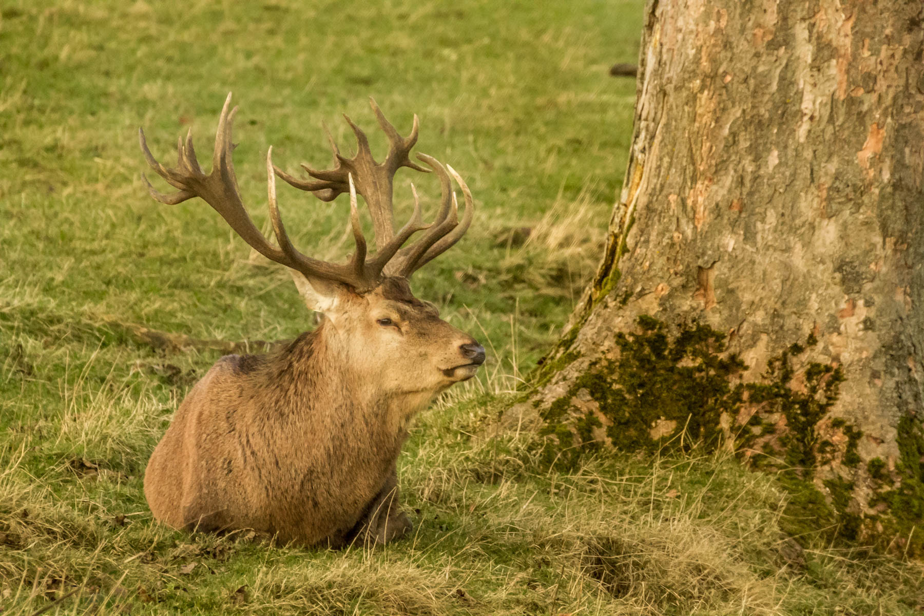 Canon EOS 7D sample photo. Reed deer stag photography
