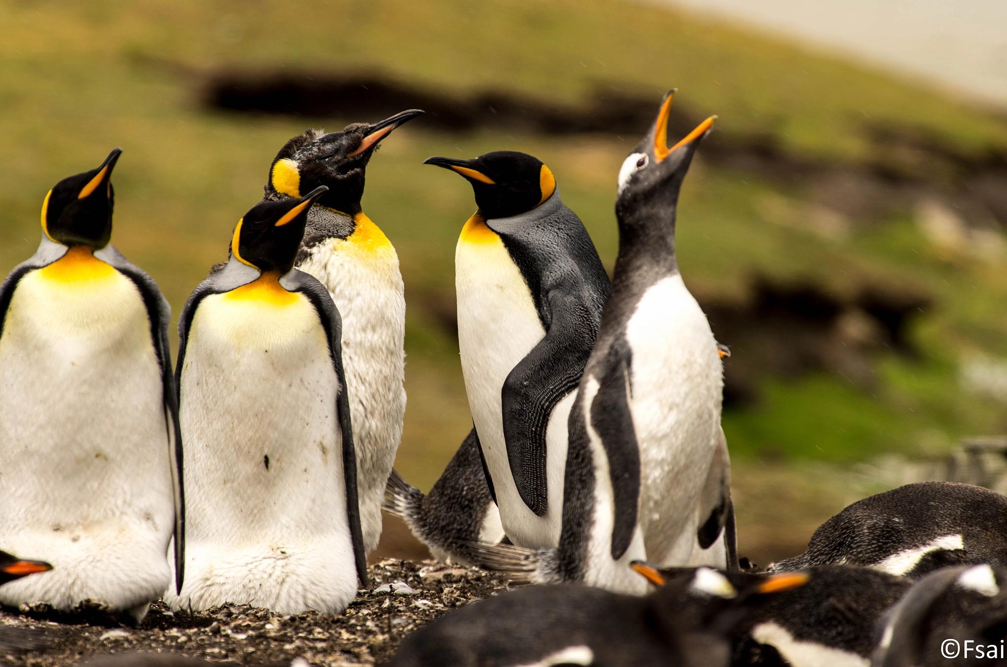 Pentax K-5 sample photo. Falkland islands (1) photography