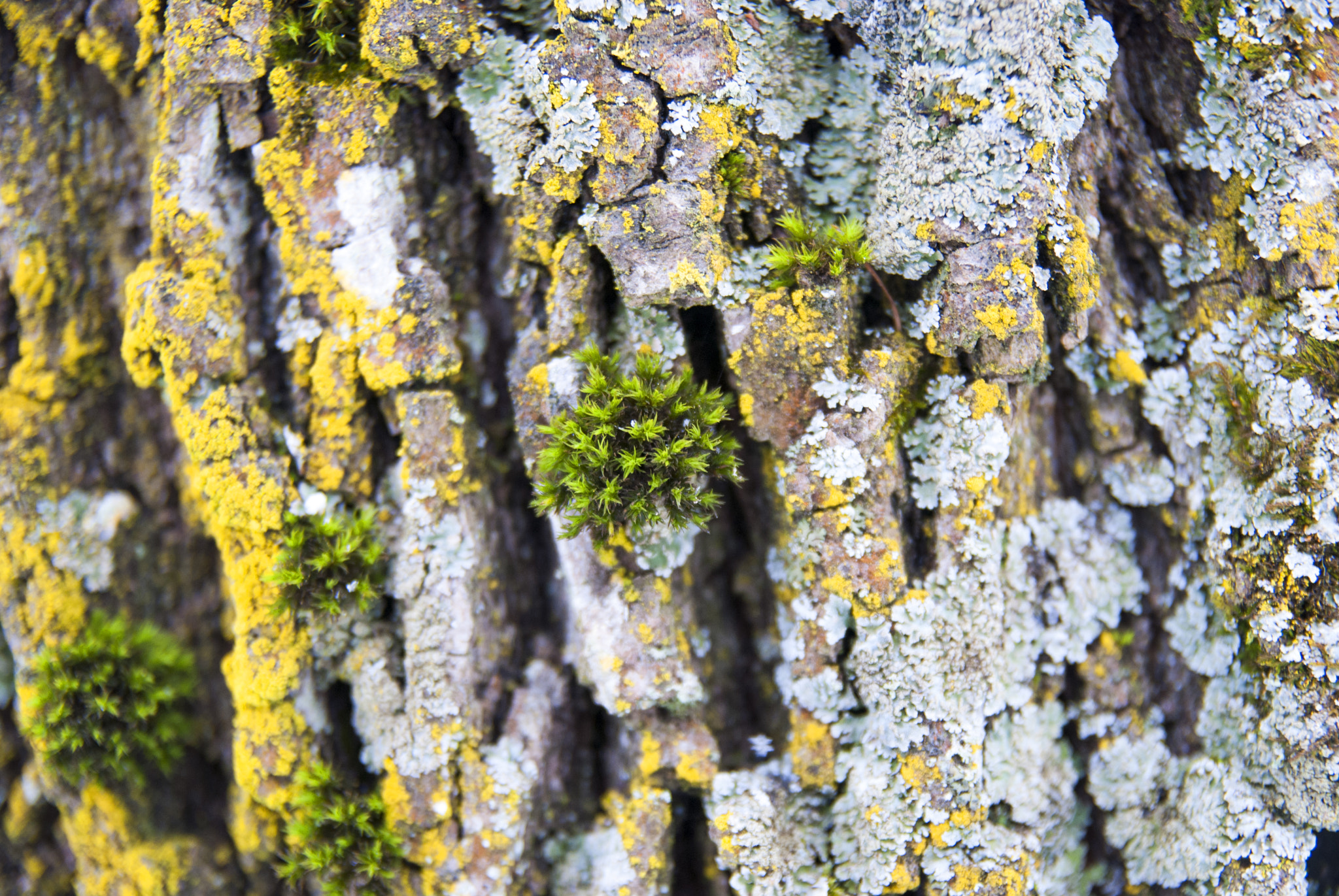Nikon D40X + Sigma 18-50mm F2.8 EX DC Macro sample photo. Old wood tree bark texture with green moss photography