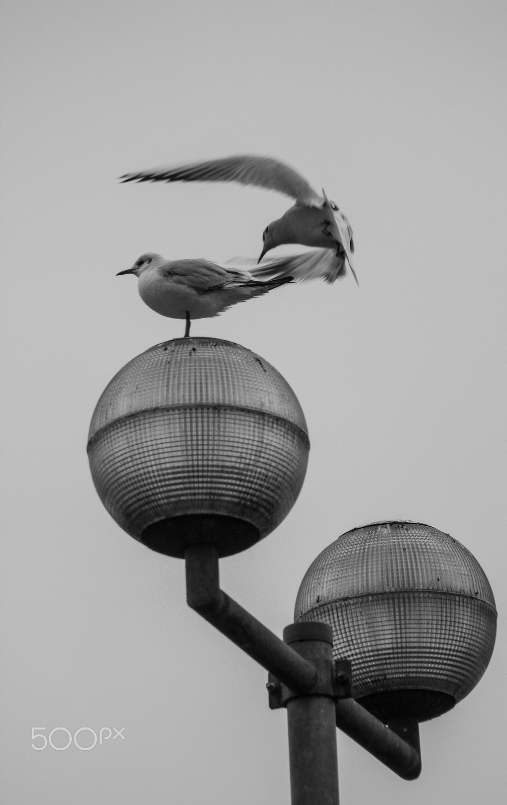 Canon EOS 600D (Rebel EOS T3i / EOS Kiss X5) + Canon EF 70-210mm f/4 sample photo. Bird photography