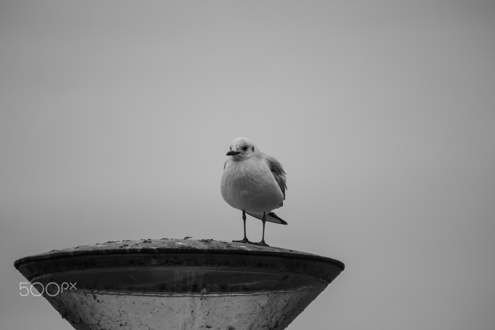 Canon EOS 600D (Rebel EOS T3i / EOS Kiss X5) + Canon EF 70-210mm f/4 sample photo. Bird photography