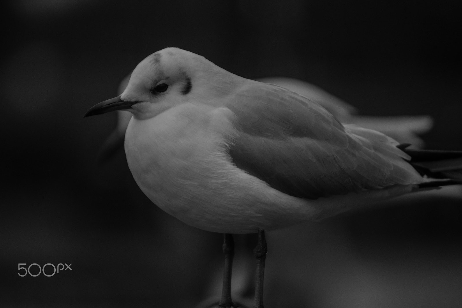 Canon EOS 600D (Rebel EOS T3i / EOS Kiss X5) + Canon EF 70-210mm f/4 sample photo. Bird photography
