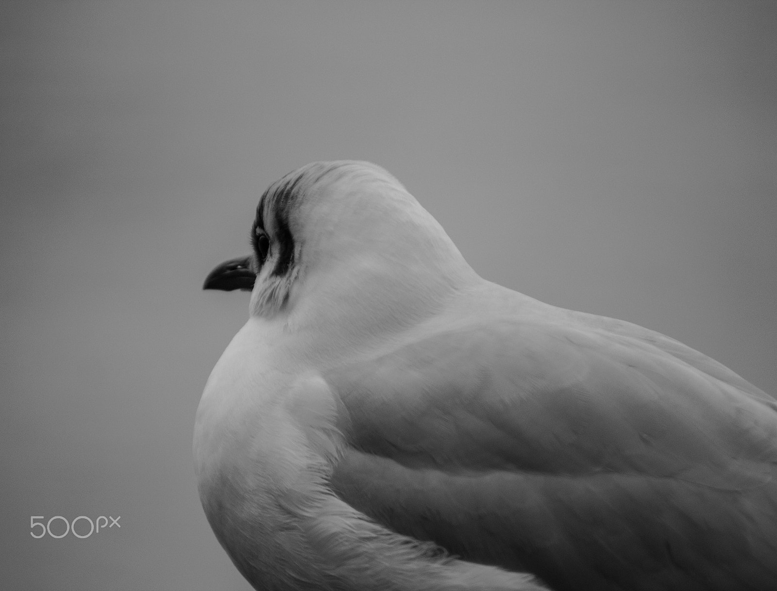 Canon EOS 600D (Rebel EOS T3i / EOS Kiss X5) + Canon EF 70-210mm f/4 sample photo. Bird photography