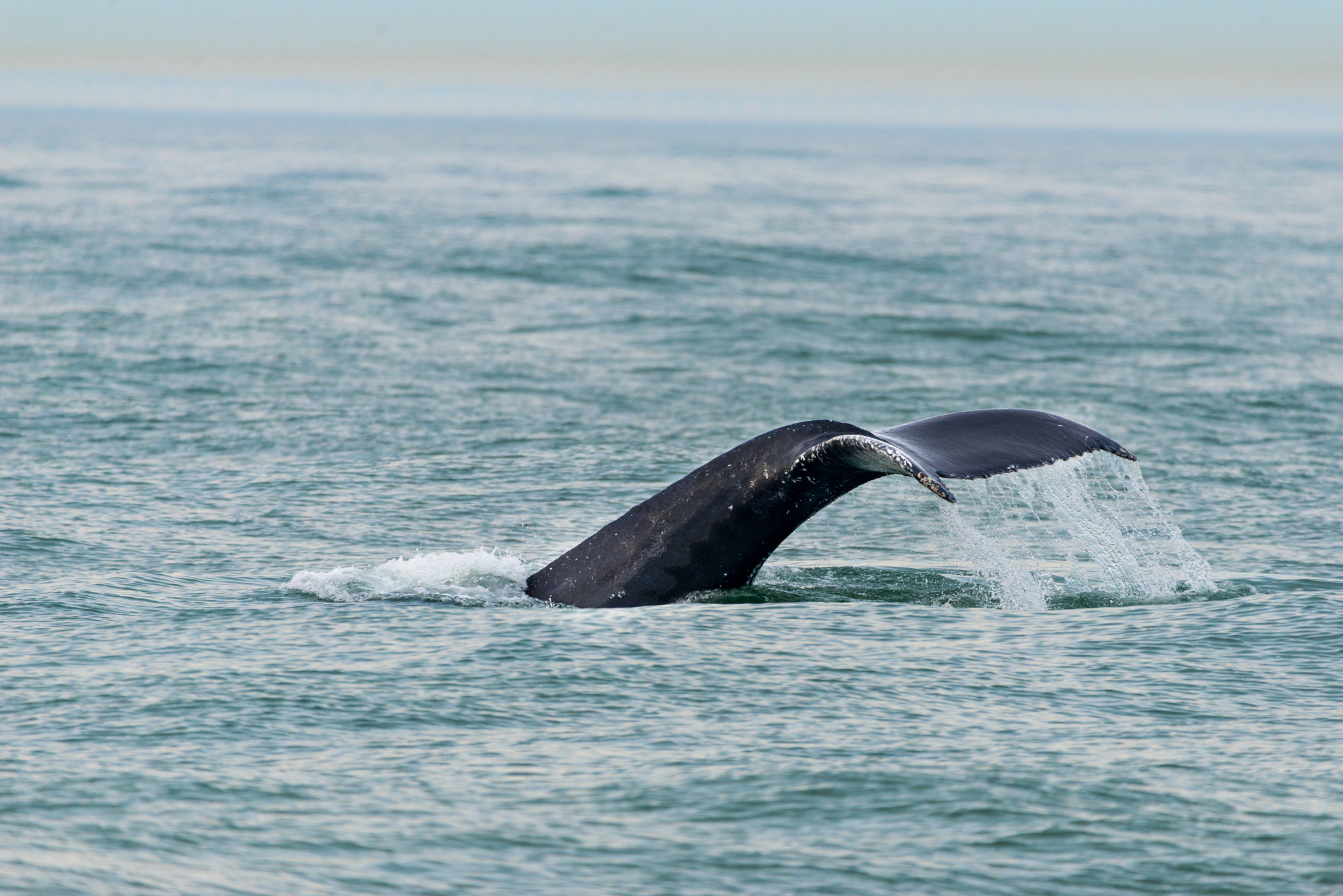 Nikon D800 sample photo. Whale tour photography