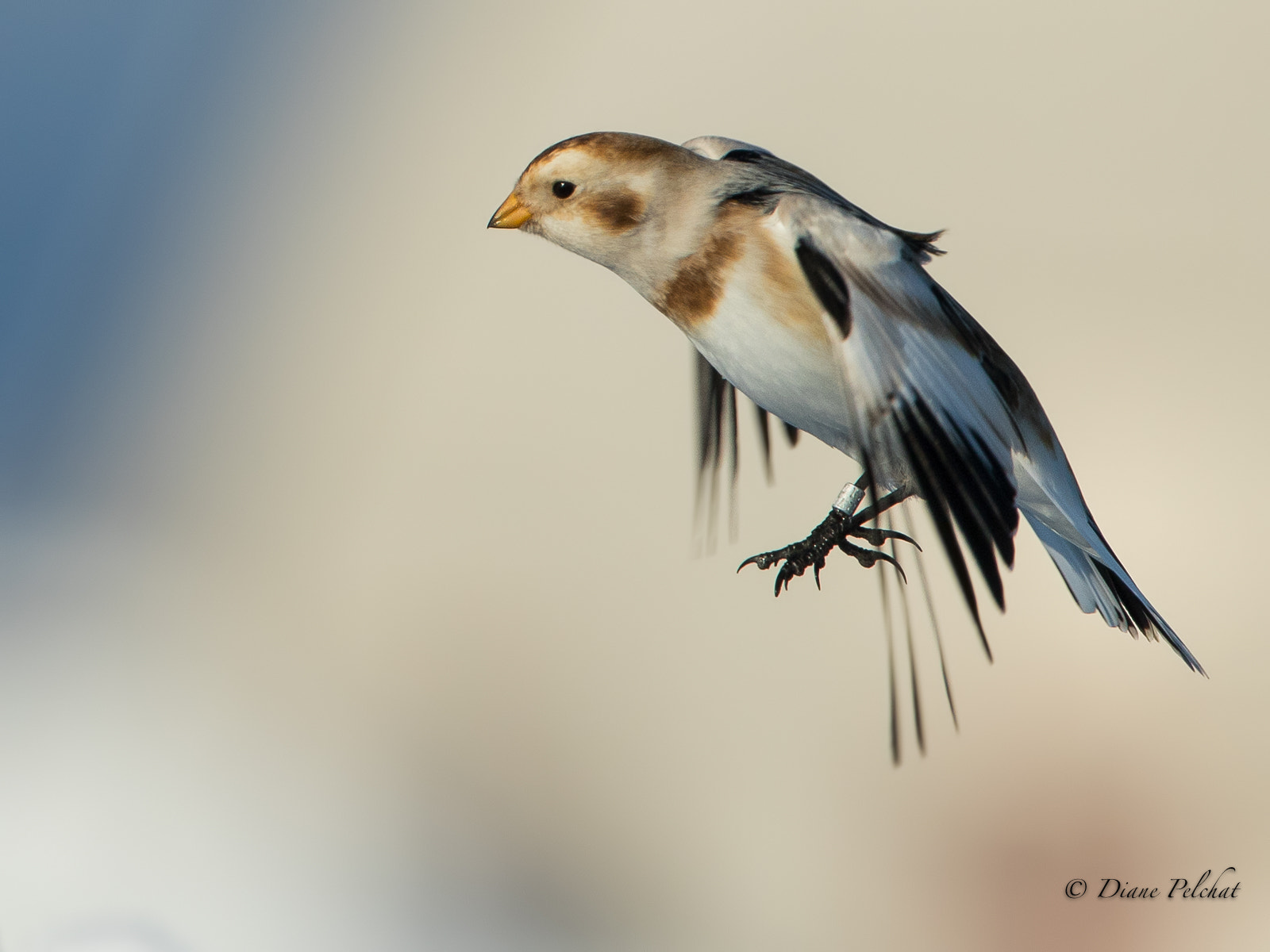 Canon EF 300mm F2.8L IS II USM sample photo. Snow bunting photography