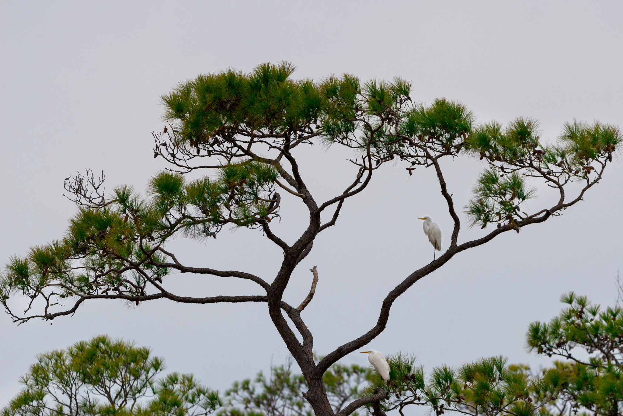 Nikon D800 sample photo. Tree and bird photography