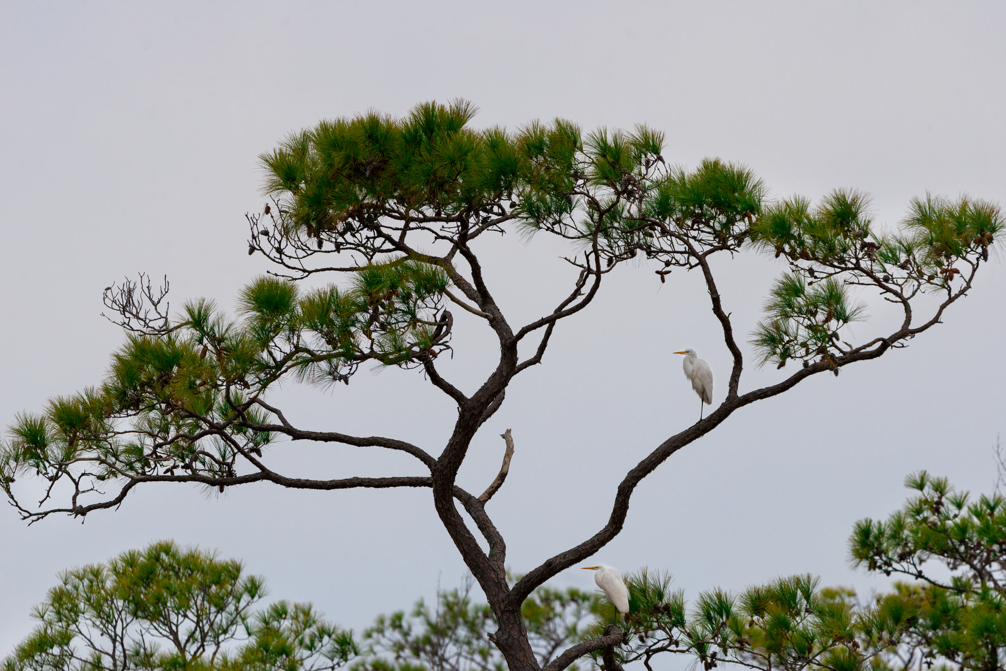 Sigma 150-600mm F5-6.3 DG OS HSM | C sample photo. Tree and bird photography