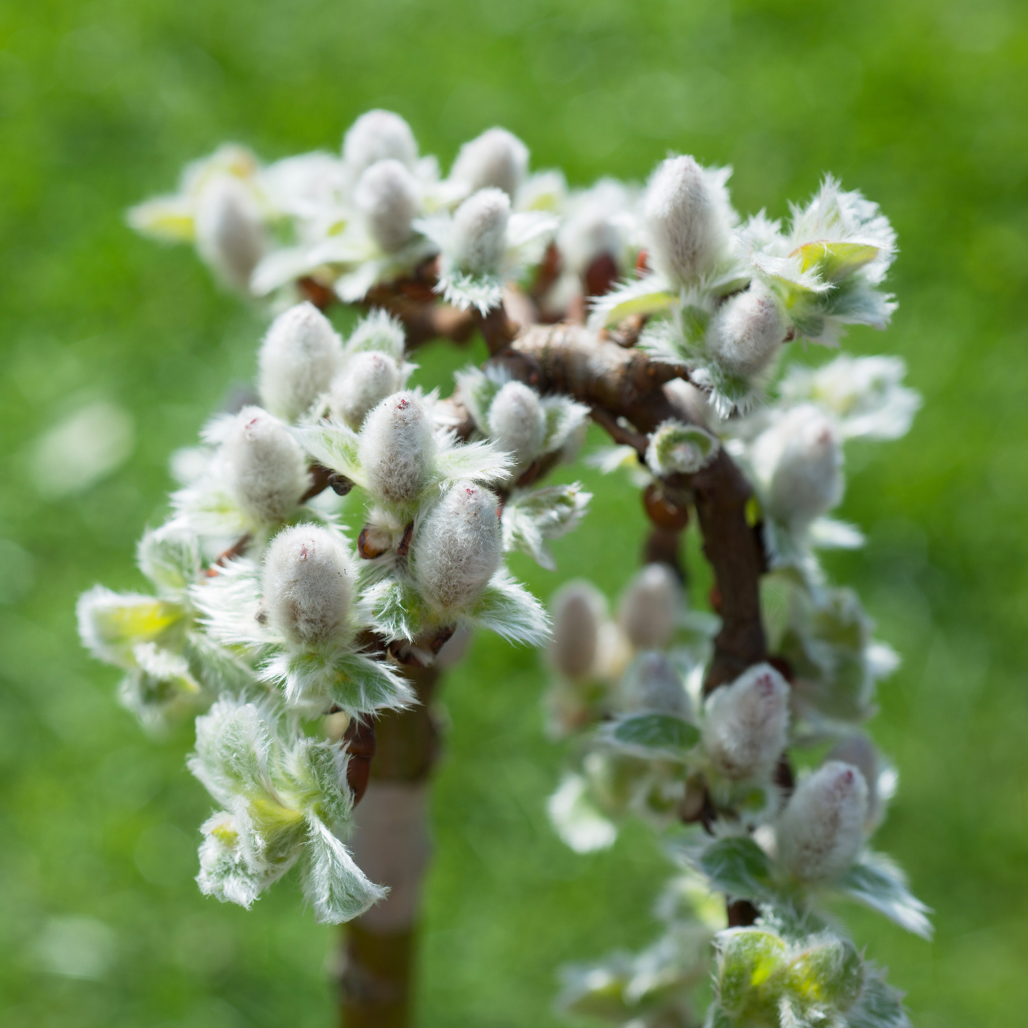 Nikon D800 + Nikon AF Micro-Nikkor 60mm F2.8D sample photo. Willow tree photography