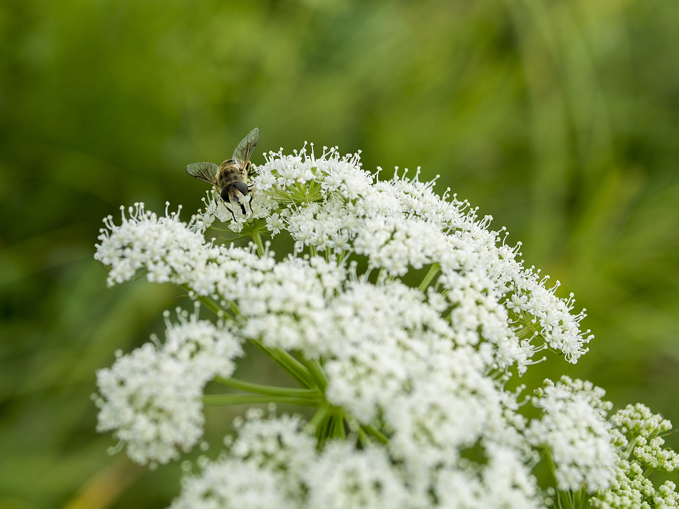 Nikon D7100 + Nikon AF-S Nikkor 28mm F1.8G sample photo. Лето photography