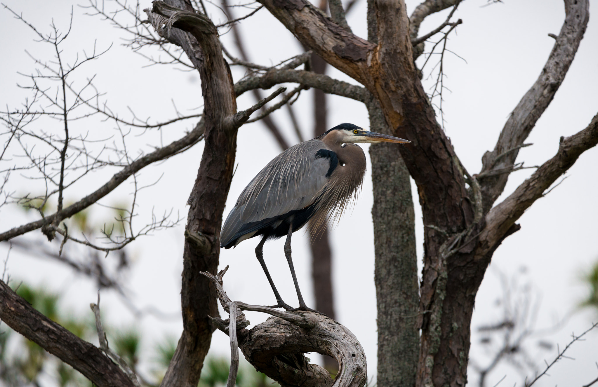 Sigma 150-600mm F5-6.3 DG OS HSM | C sample photo. Great blue heron photography