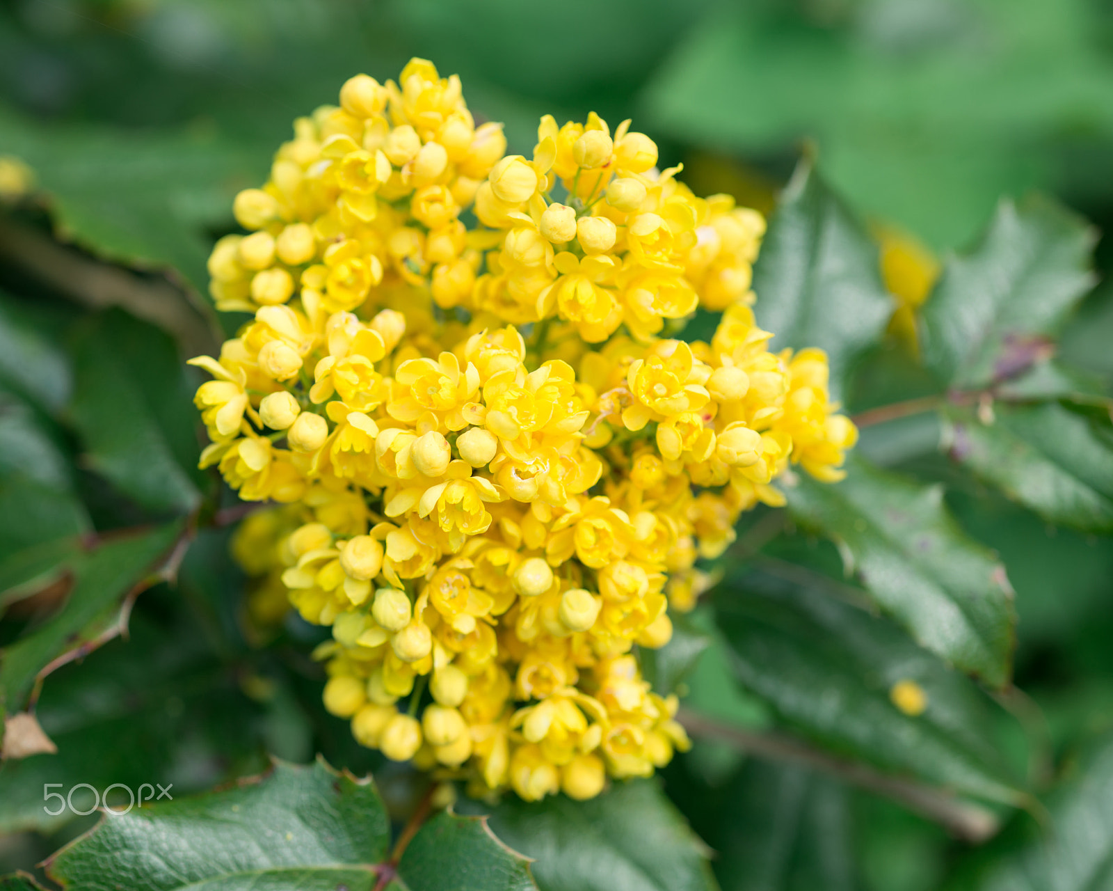 Nikon D800 + Nikon AF Micro-Nikkor 60mm F2.8D sample photo. Oregon grape flowers photography