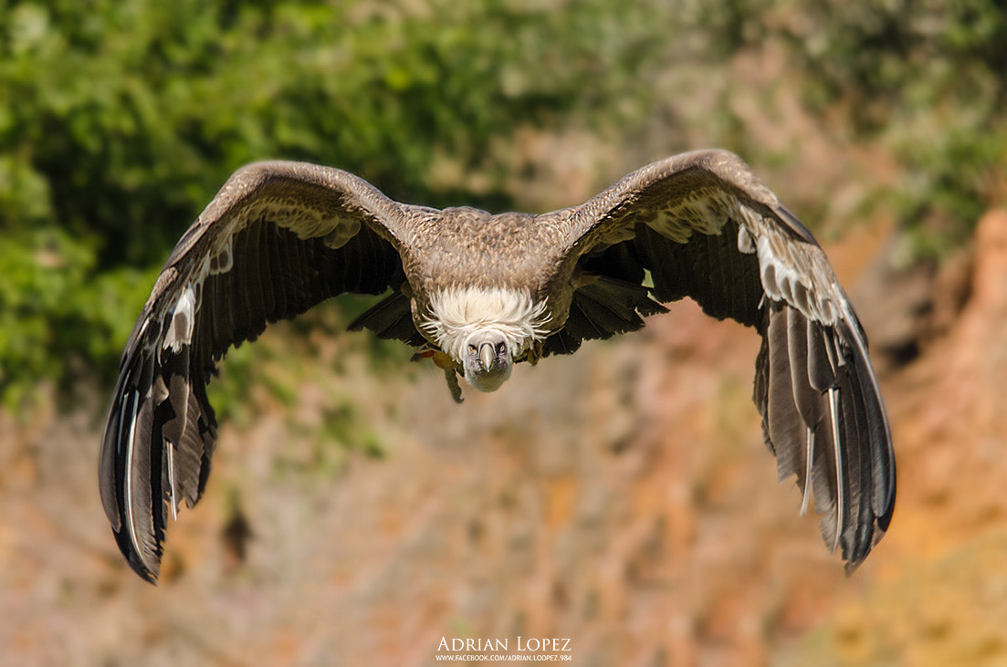 Sigma 150-500mm F5-6.3 DG OS HSM sample photo. Buitre photography