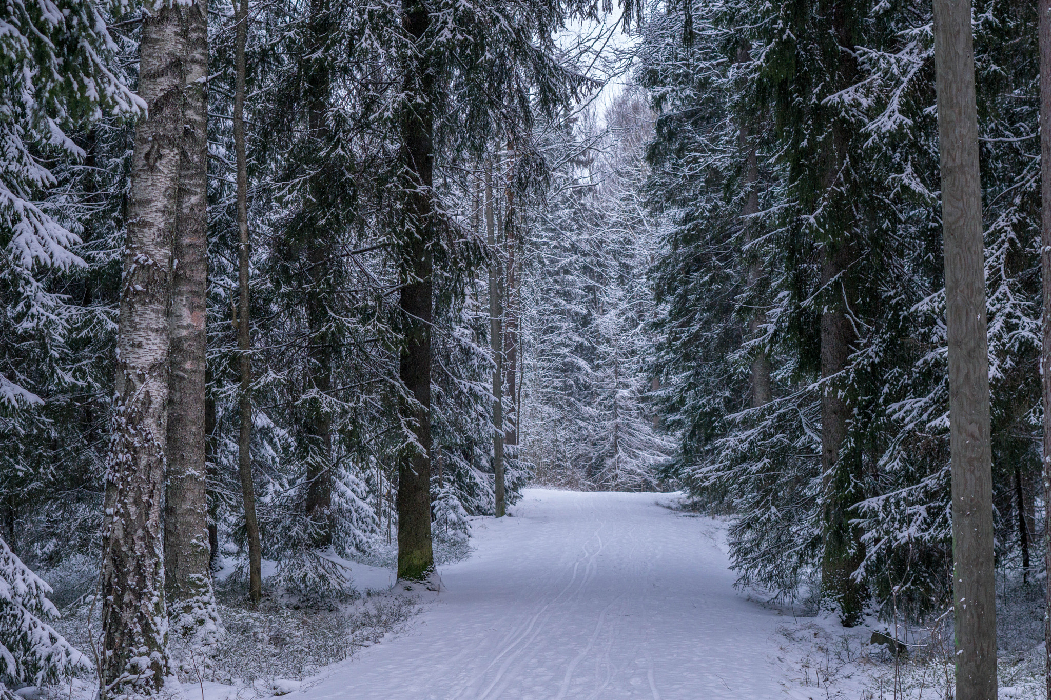 Sony FE 50mm F1.8 sample photo. Our winter wonderland adventure started in helsinki... what a great place! love finnland photography