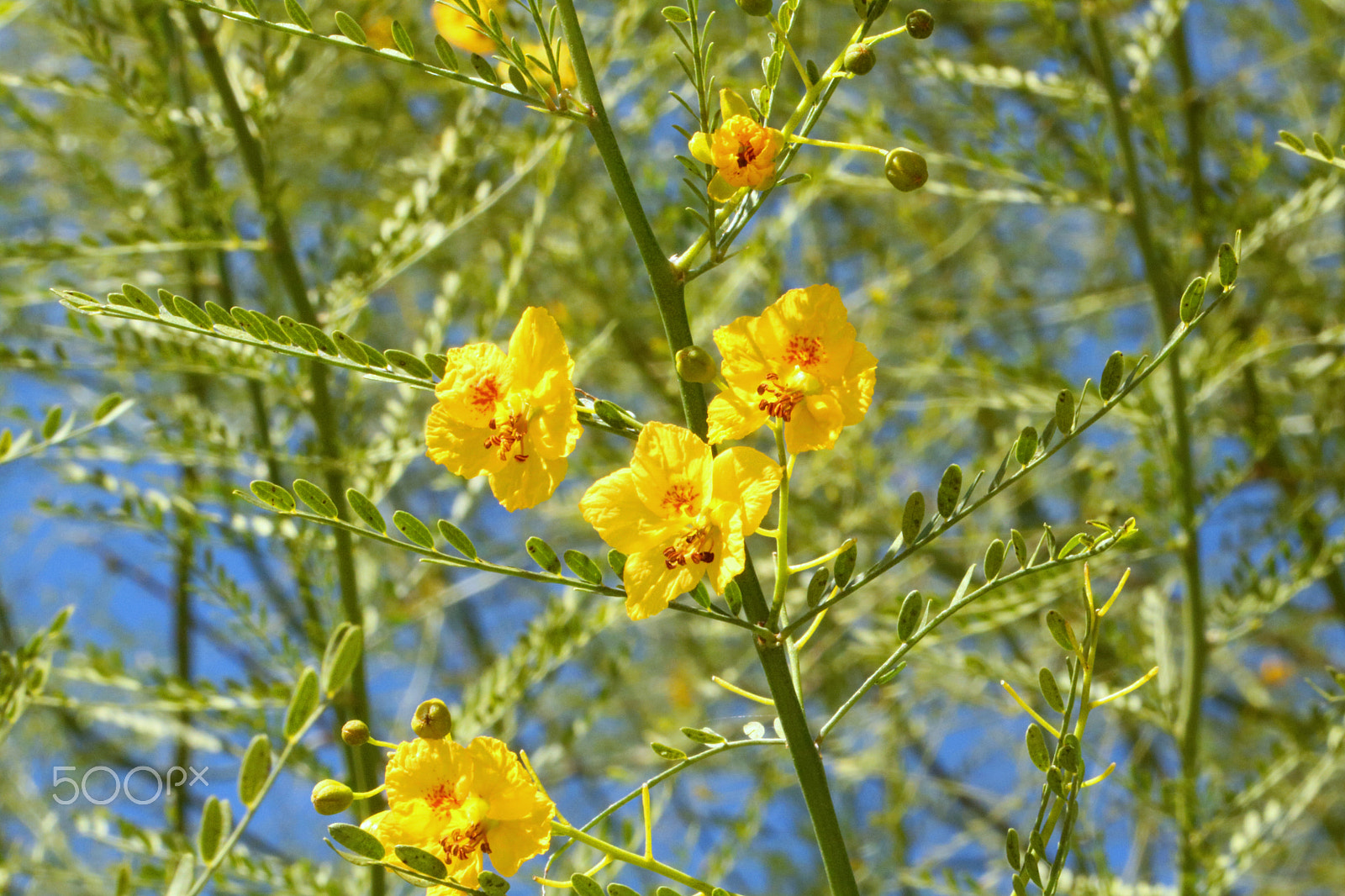 Canon EF 100mm F2.8L Macro IS USM sample photo. Flowers 6254 photography
