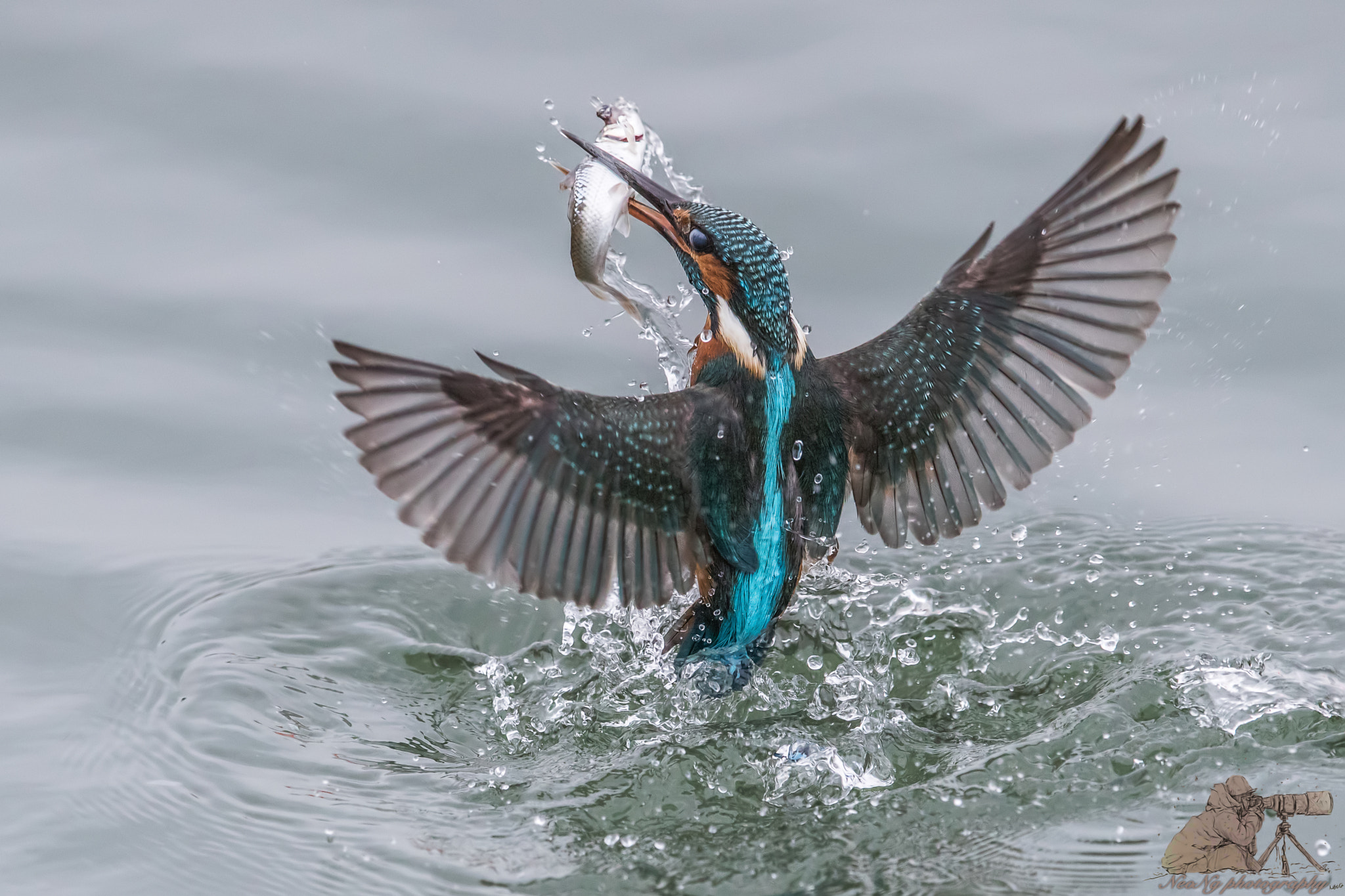 Canon EF 600mm F4L IS II USM sample photo. Common kingfisher photography