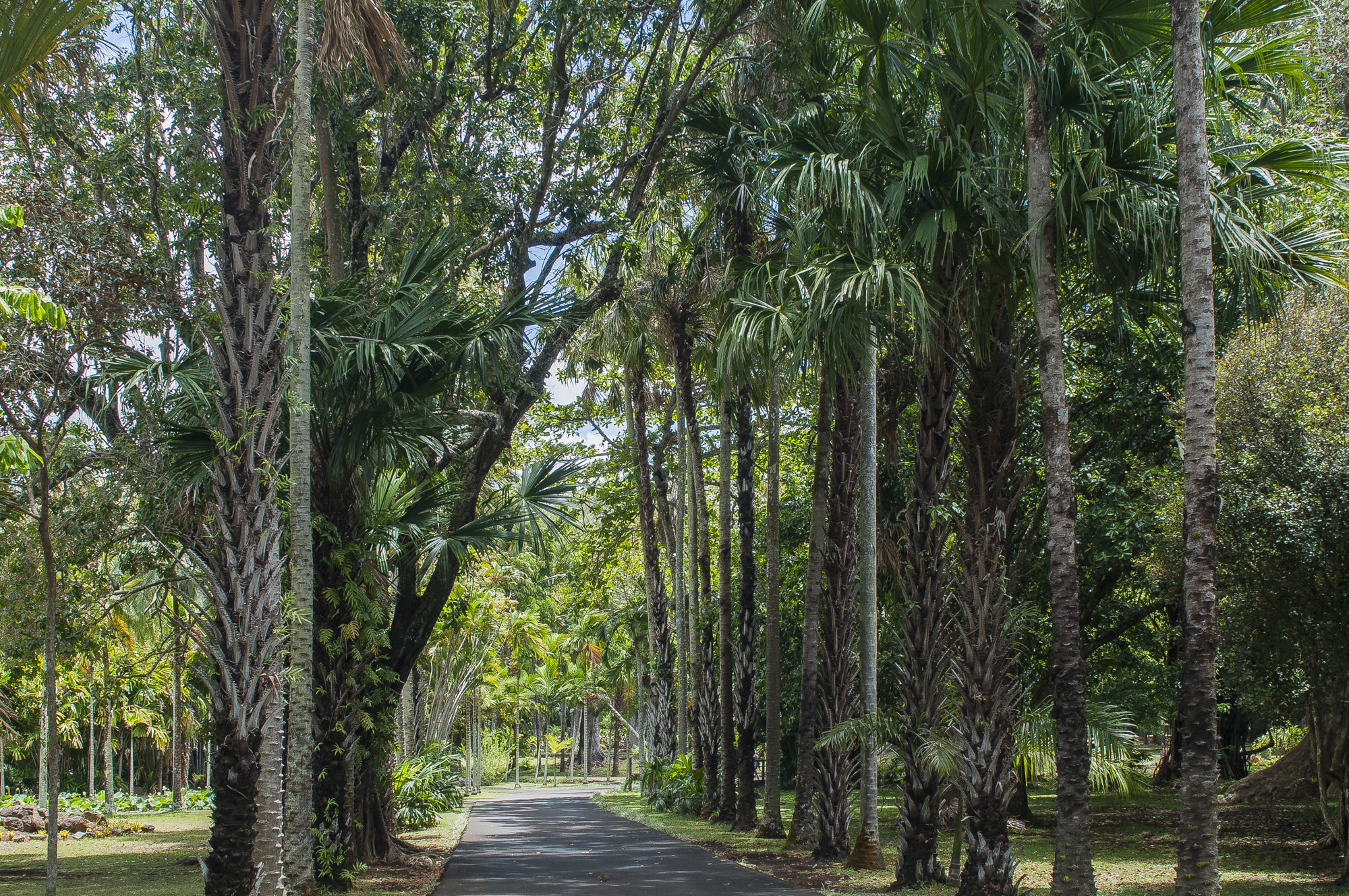 Nikon D300 + Nikon AF-S Nikkor 28-70mm F2.8 ED-IF sample photo. Mauritius photography