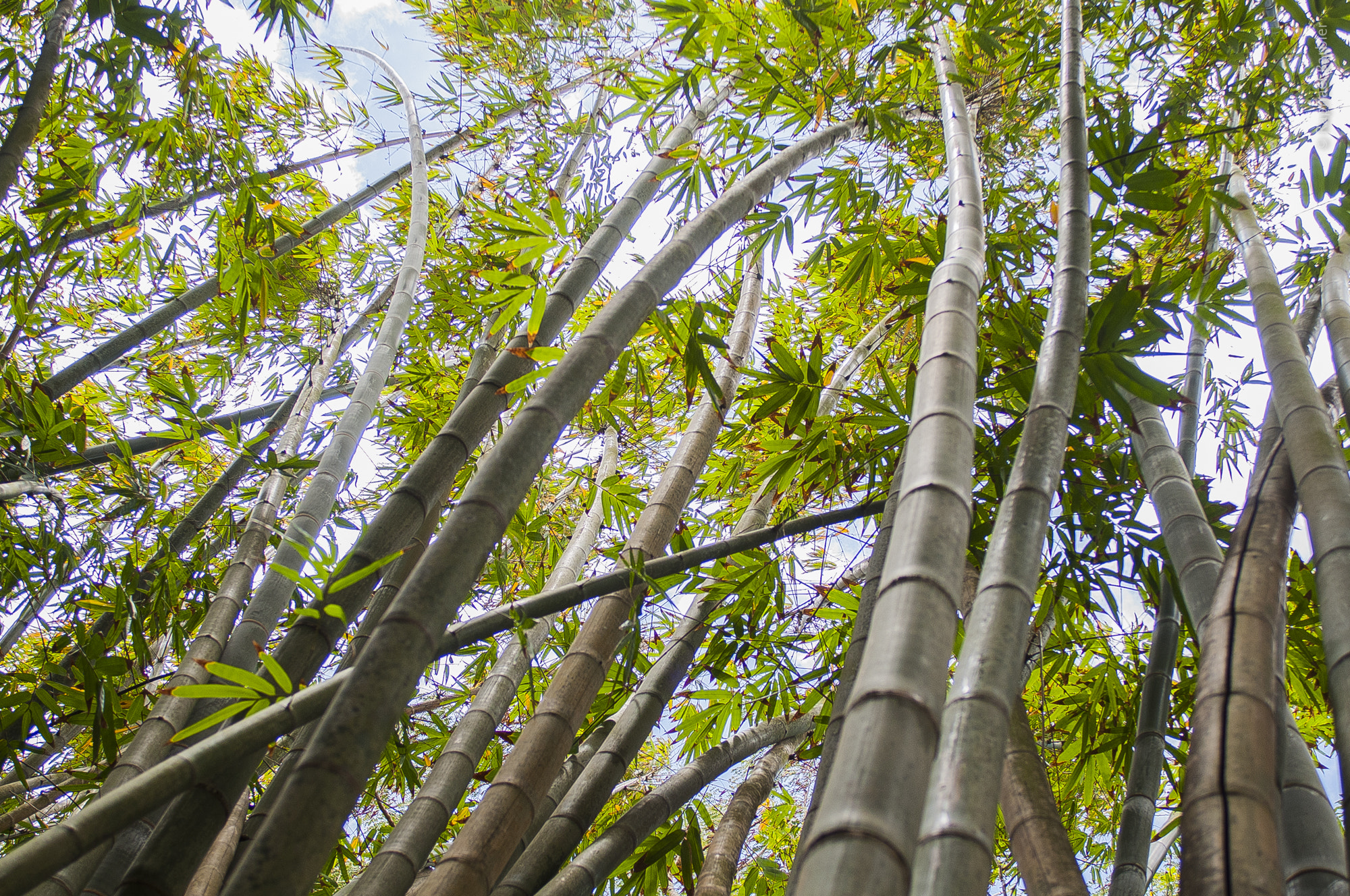 Nikon AF-S Nikkor 28-70mm F2.8 ED-IF sample photo. Mauritius photography
