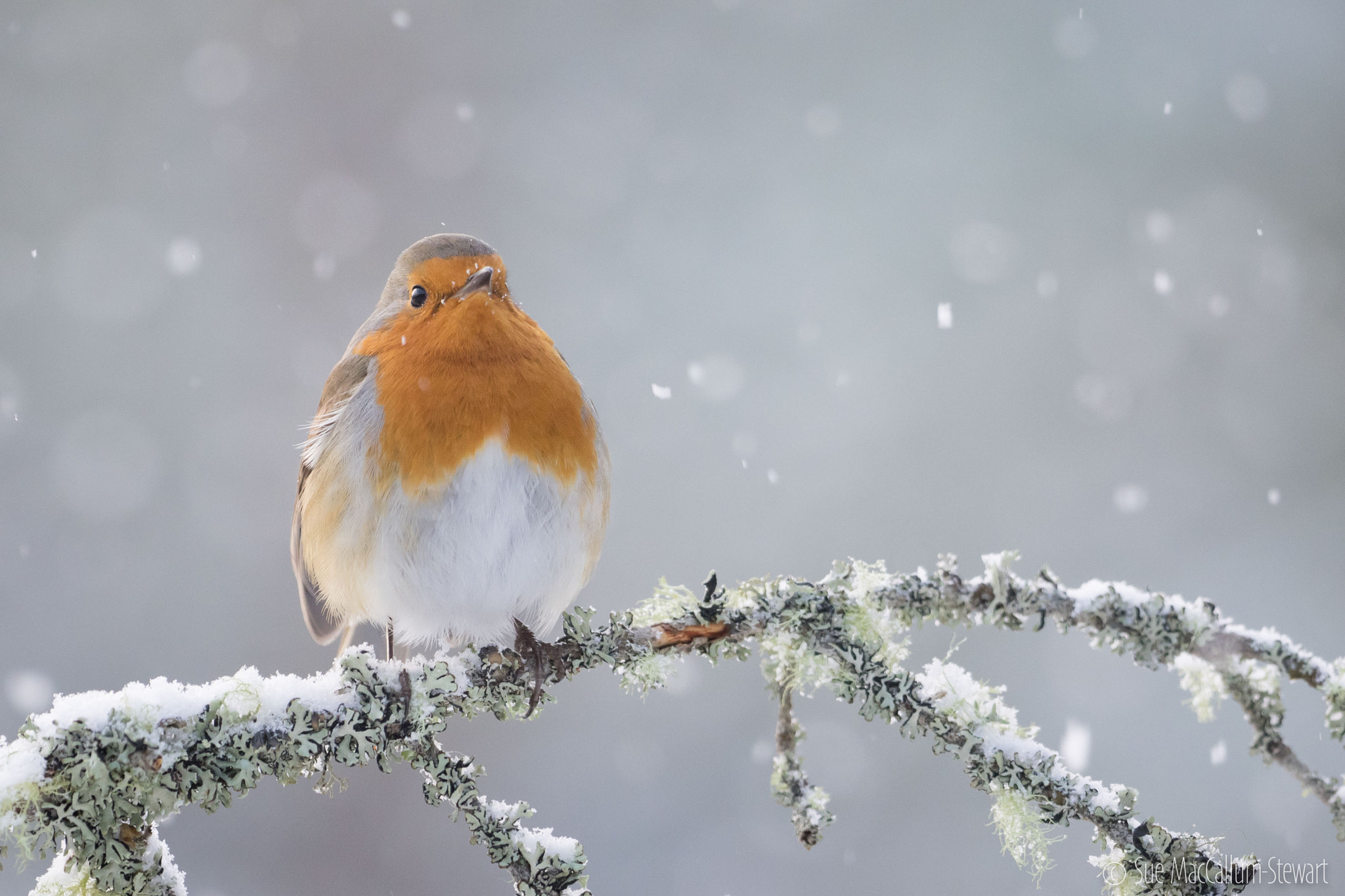 Olympus OM-D E-M1 + OLYMPUS M.300mm F4.0 sample photo. Falling snow in the cairngorms photography