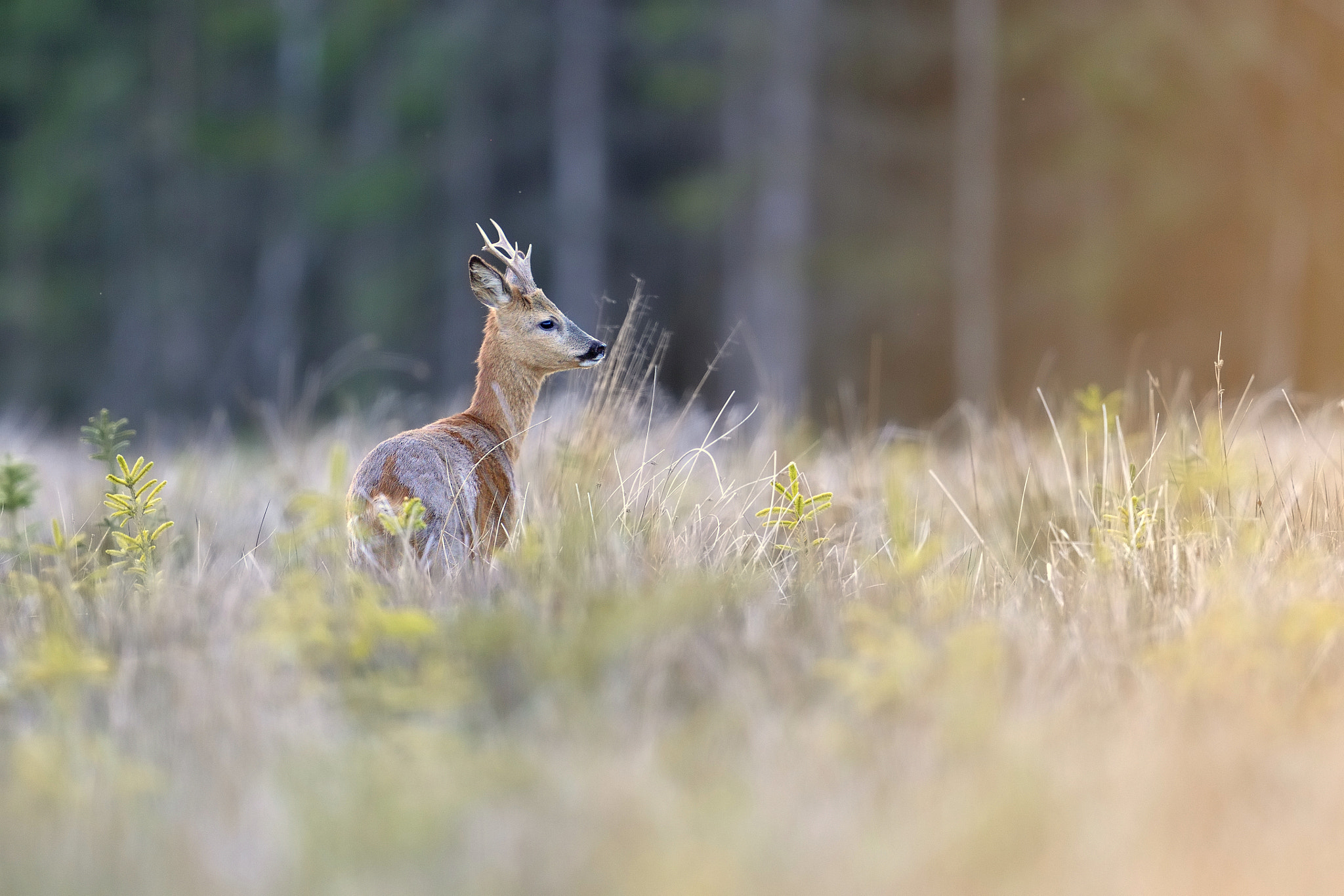 Nikon D610 + Nikon AF-S Nikkor 600mm F4G ED VR sample photo. Chevreuil photography