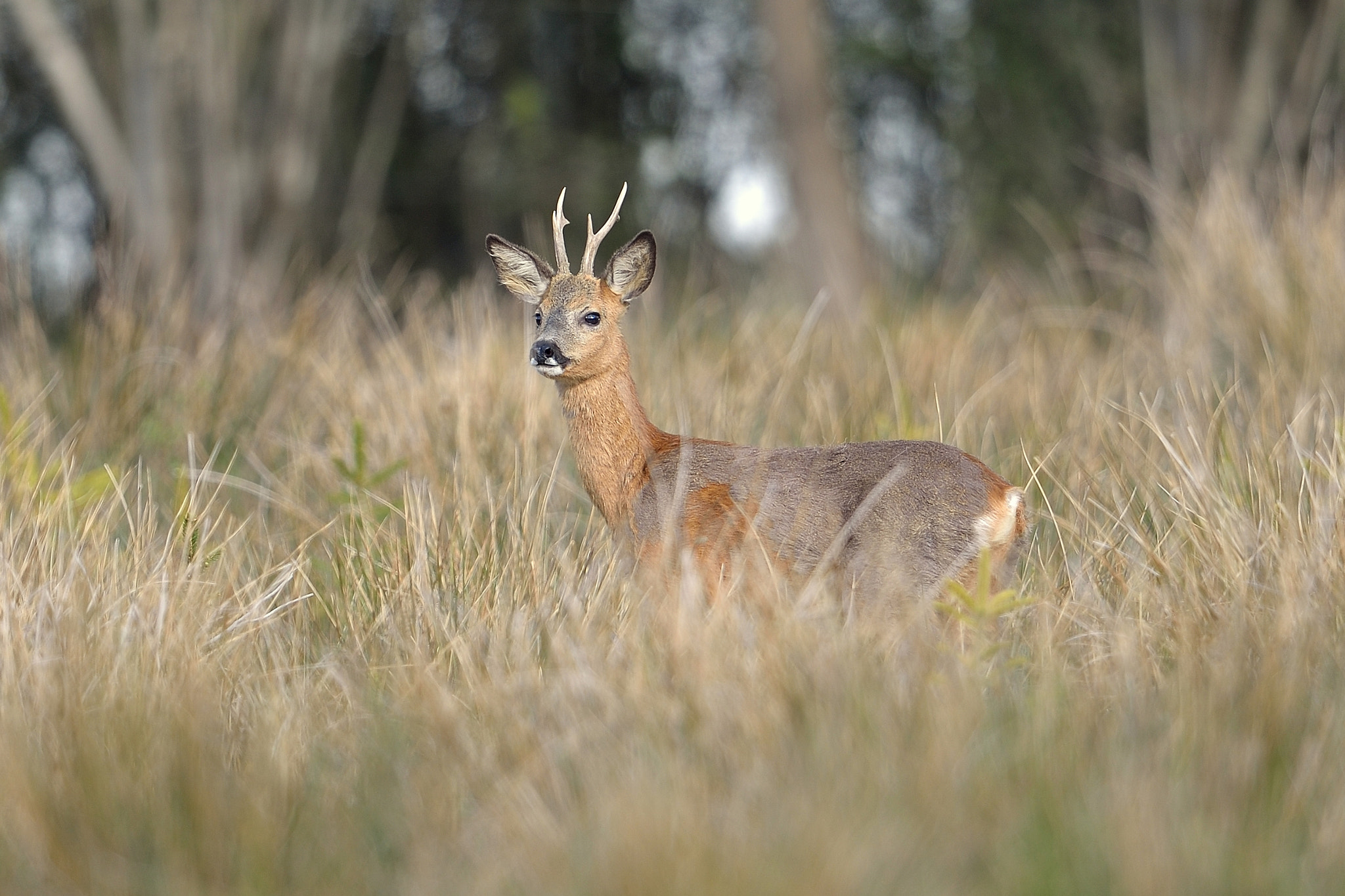 Nikon D610 + Nikon AF-S Nikkor 600mm F4G ED VR sample photo. Chevreuil photography