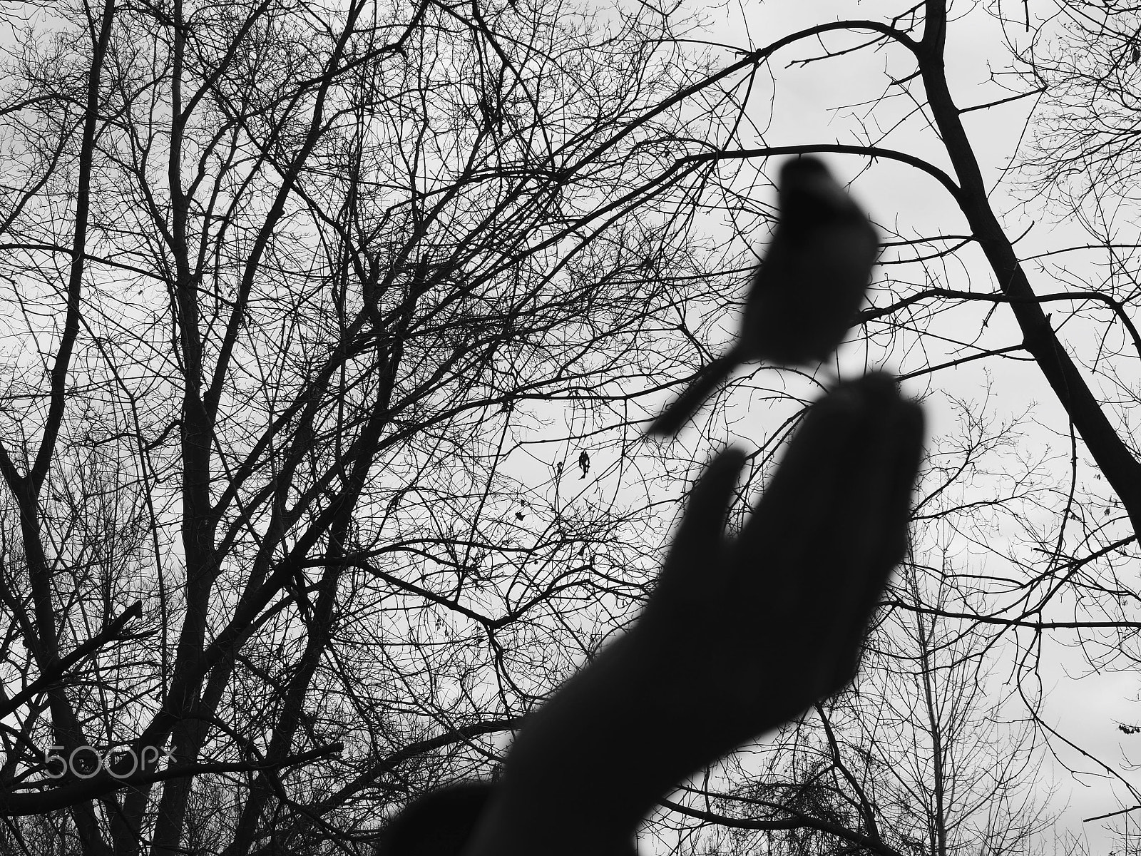 Olympus OM-D E-M5 II sample photo. Bird silhouette - humber arboretum photography