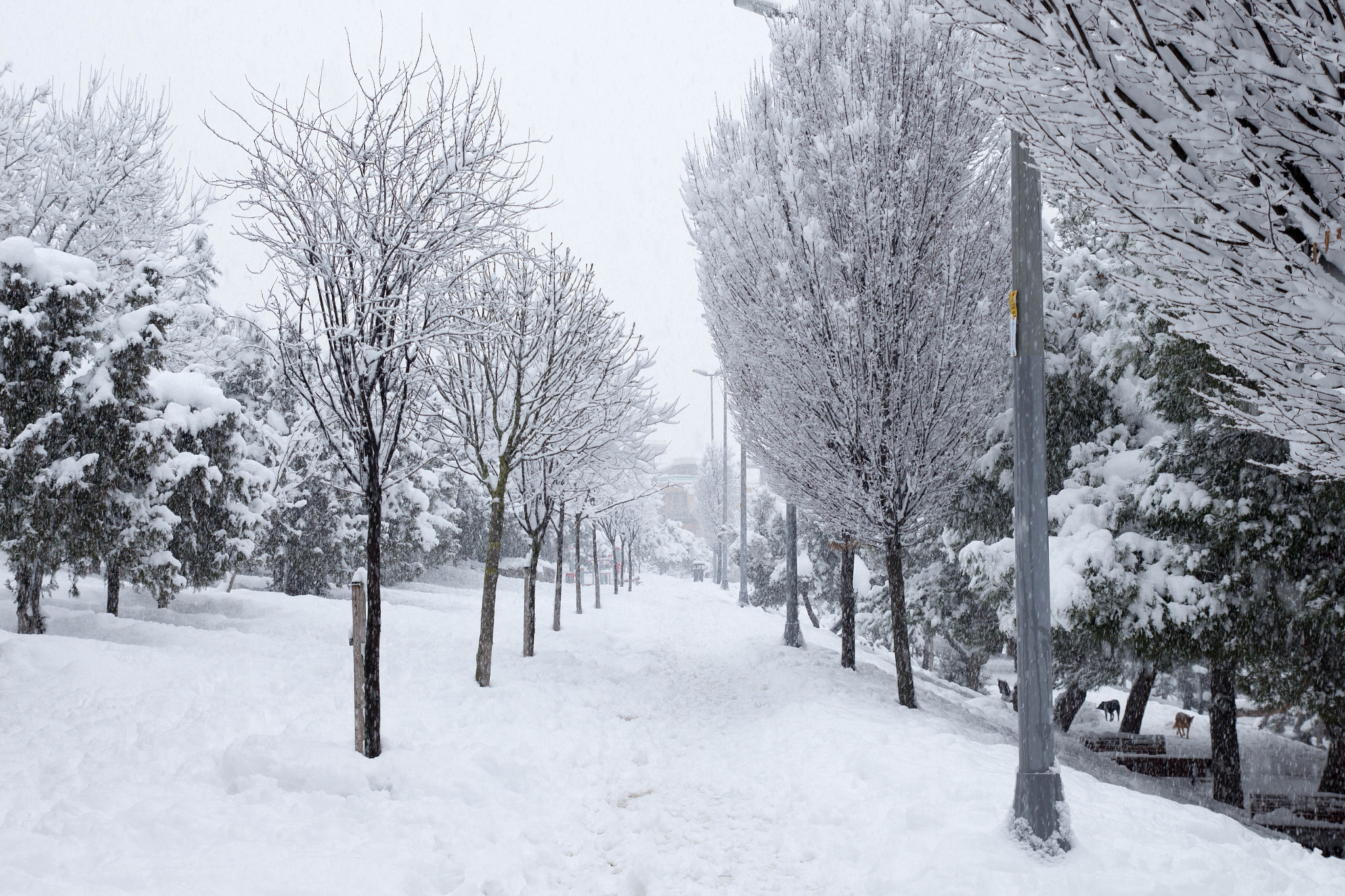 Tamron SP AF 17-50mm F2.8 XR Di II LD Aspherical (IF) sample photo. Winter photography