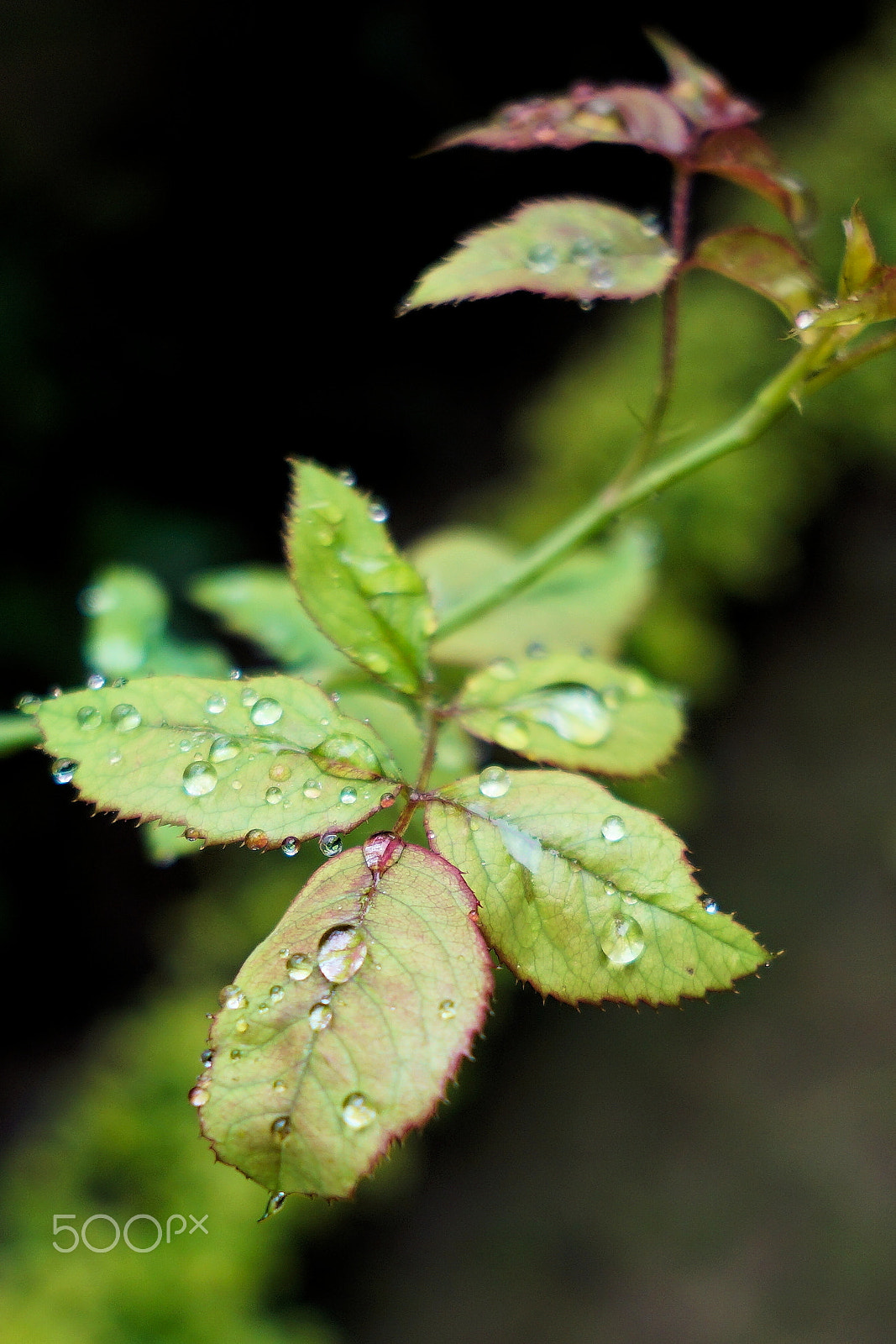 Sony E 20mm F2.8 sample photo. Gulabi dew photography