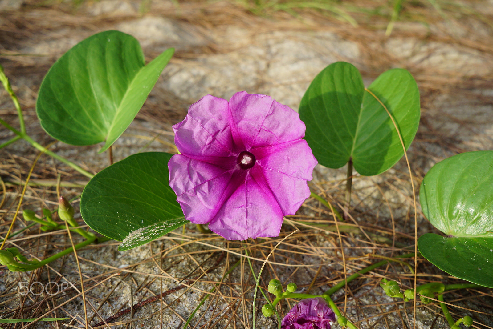 Sony a6000 sample photo. Beach glory photography