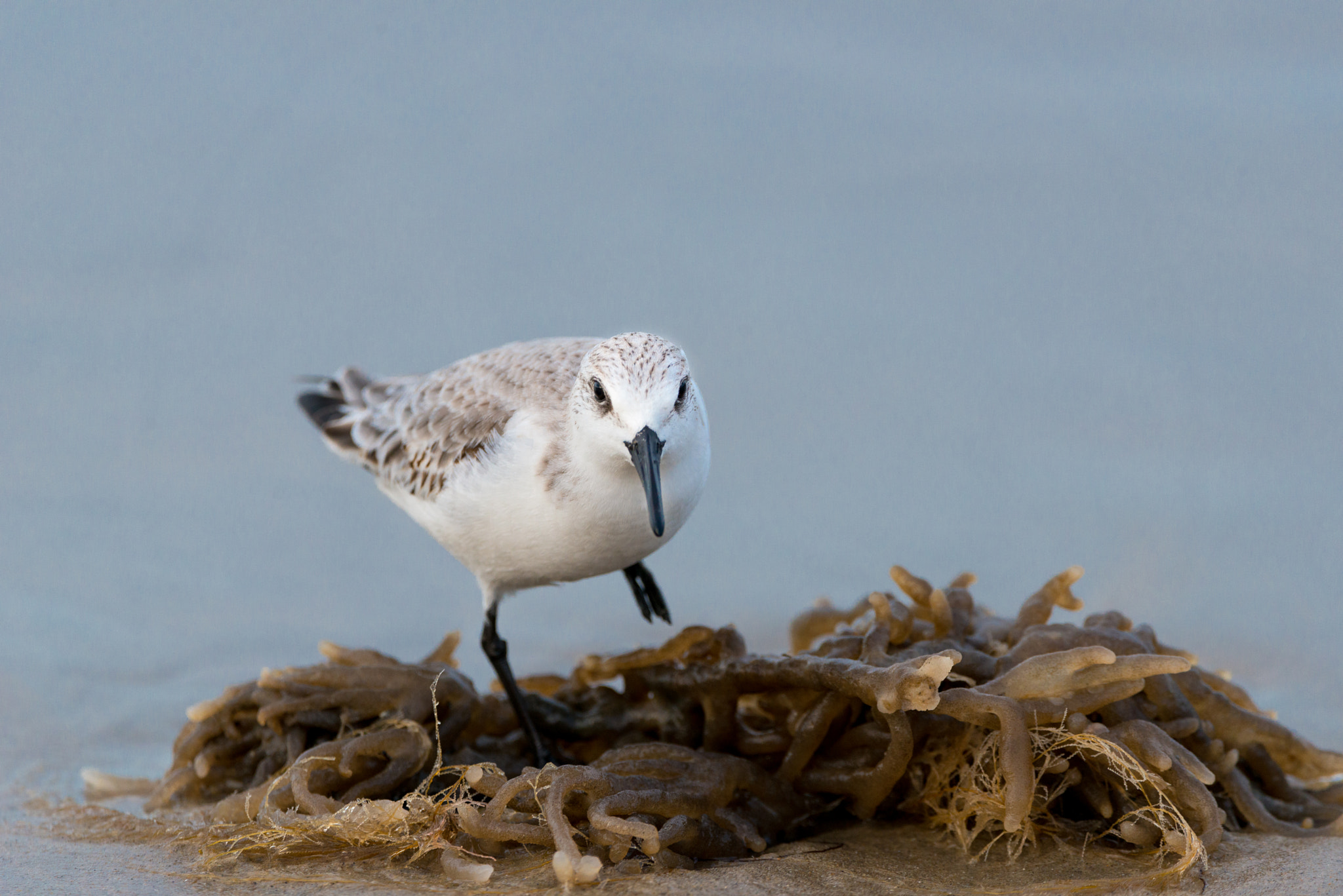 Sigma 150-600mm F5-6.3 DG OS HSM | C sample photo. Small bird photography