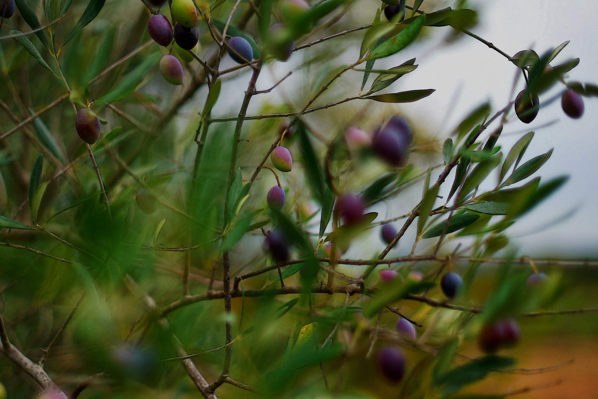 Sony a99 II + Sony 50mm F1.4 sample photo. Olives photography