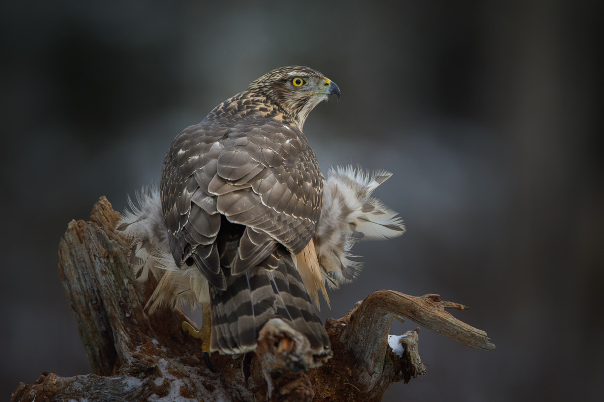 Canon EOS 5D Mark IV + Canon EF 400mm F2.8L IS II USM sample photo. Goshawk photography