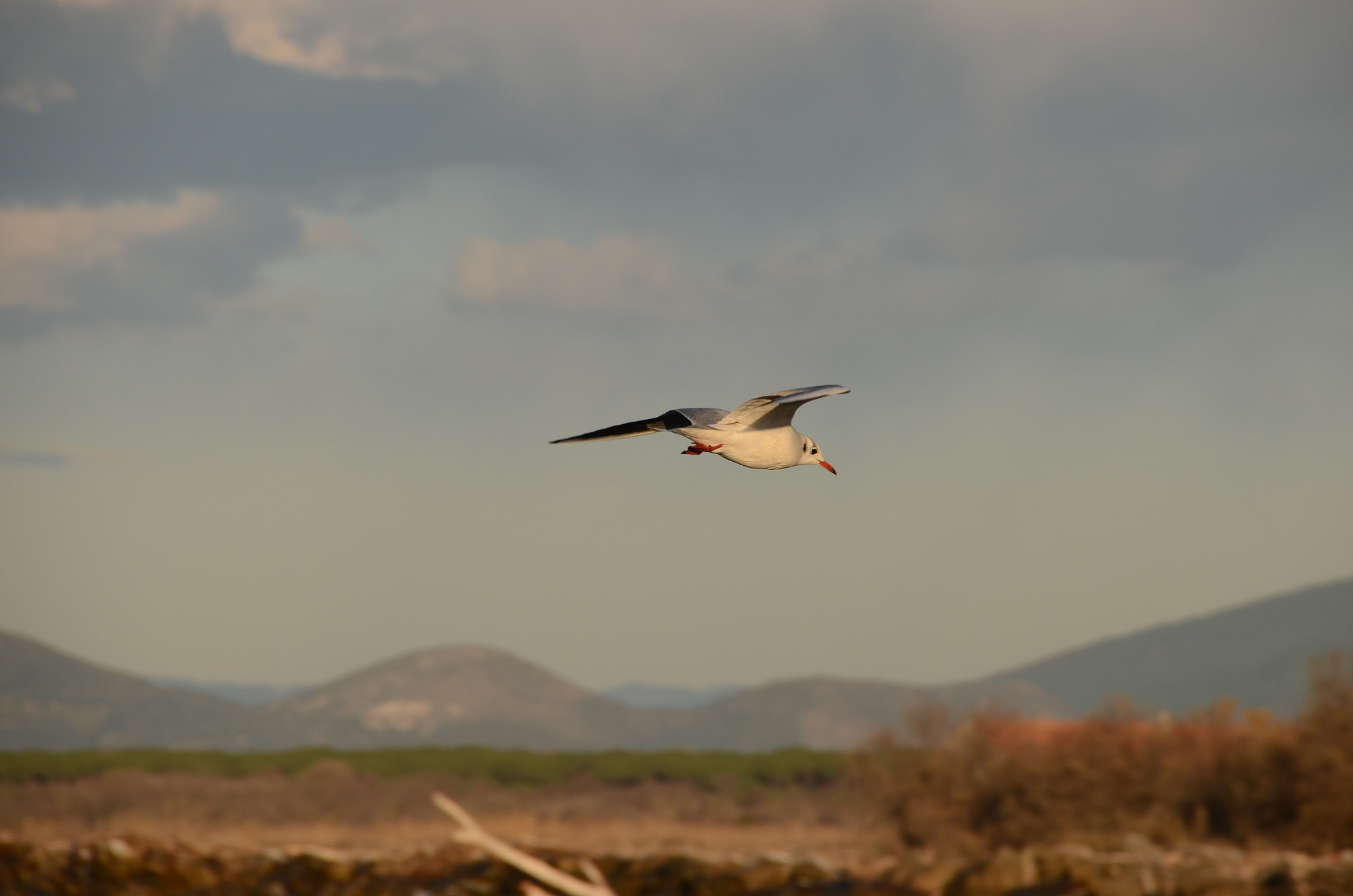 Nikon D7000 + Sigma 18-200mm F3.5-6.3 II DC OS HSM sample photo. Gull photography