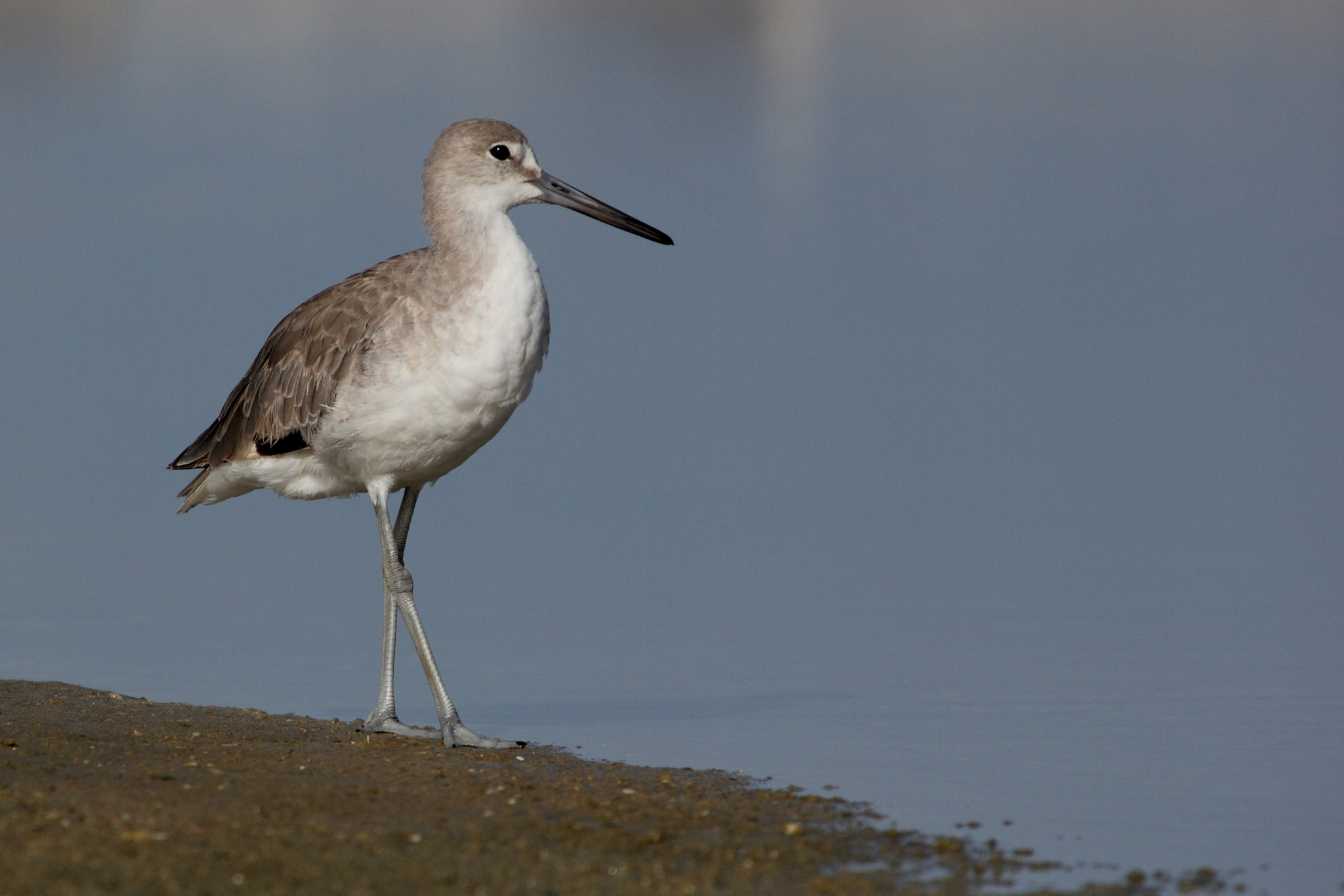 Canon EF 100-400mm F4.5-5.6L IS USM sample photo. Willet photography