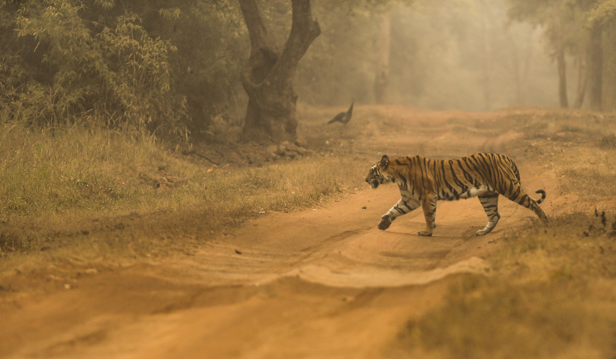 Canon EOS-1D X + Canon EF 300mm F2.8L IS USM sample photo. Tiger in the mist " bandhavgarh national park " canon 1 dx 300 2.8 lens photography