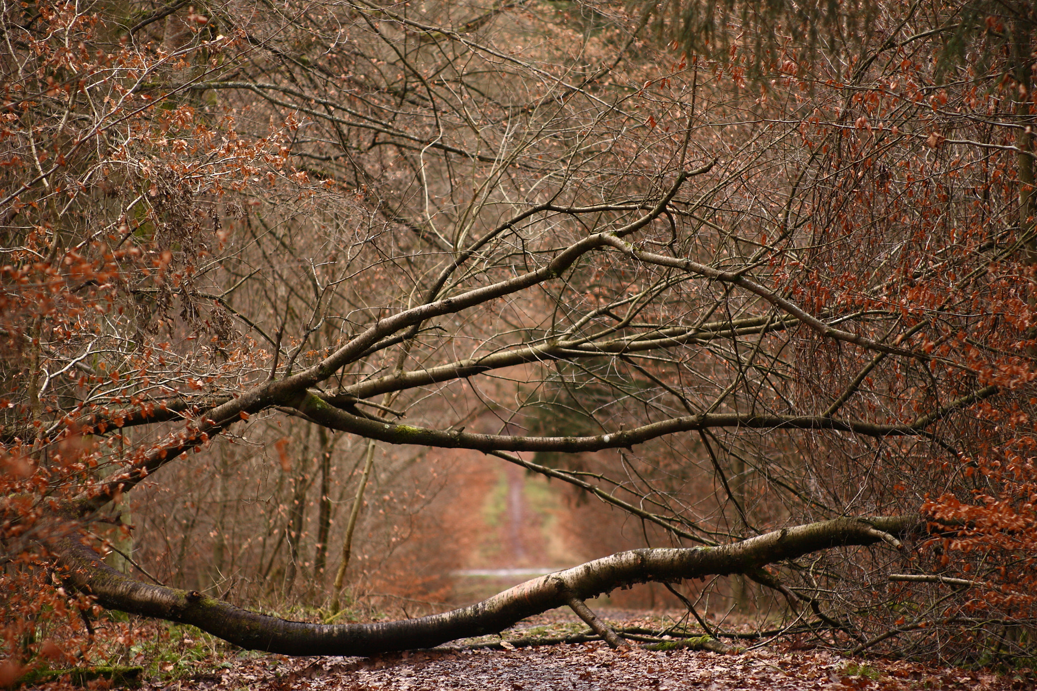 Canon EF 35-80mm f/4-5.6 sample photo. Barriere photography