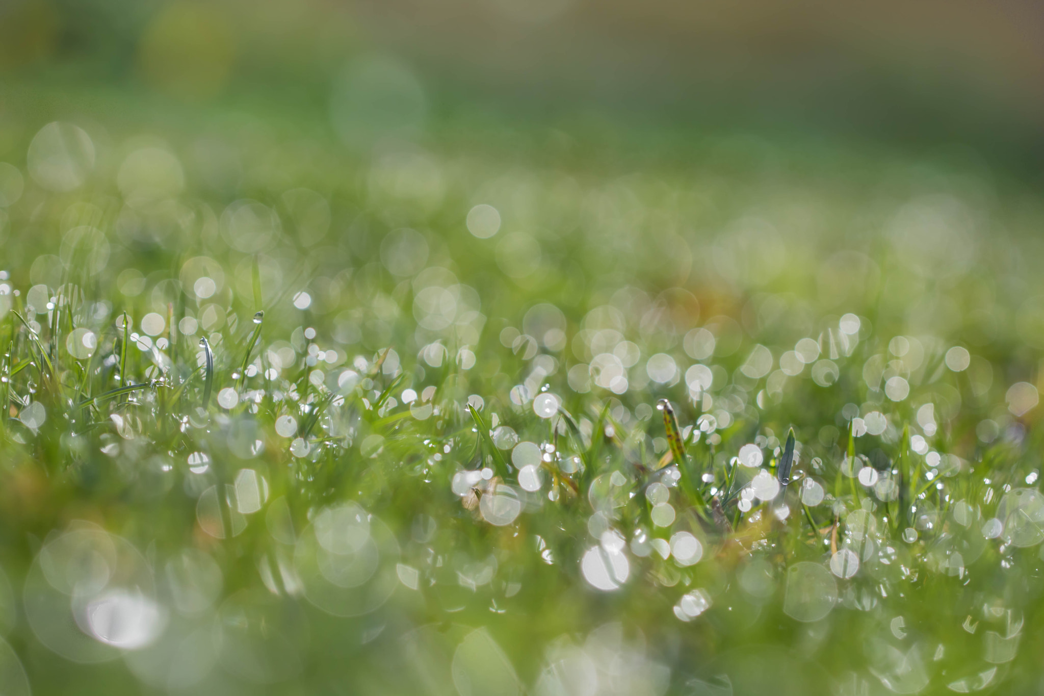 Canon EF 100mm F2.8L Macro IS USM sample photo. A sparkling morning photography