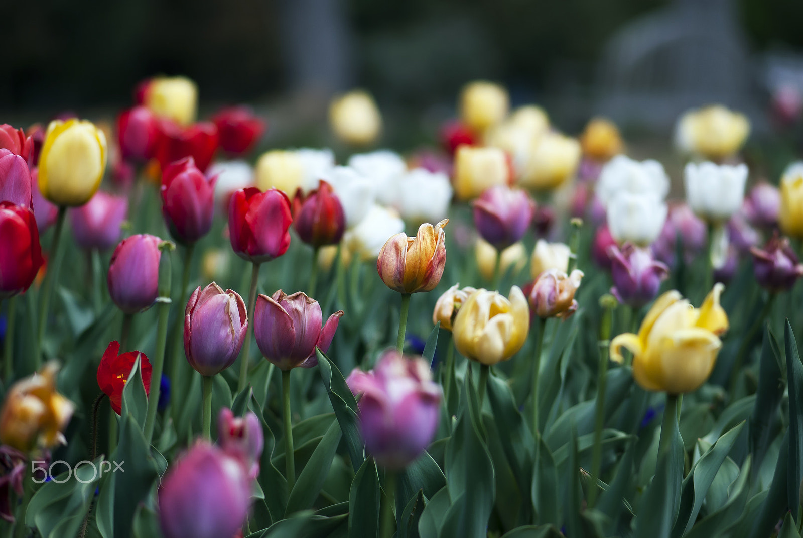 Nikon AF-S Micro-Nikkor 105mm F2.8G IF-ED VR sample photo. Field of tulips photography
