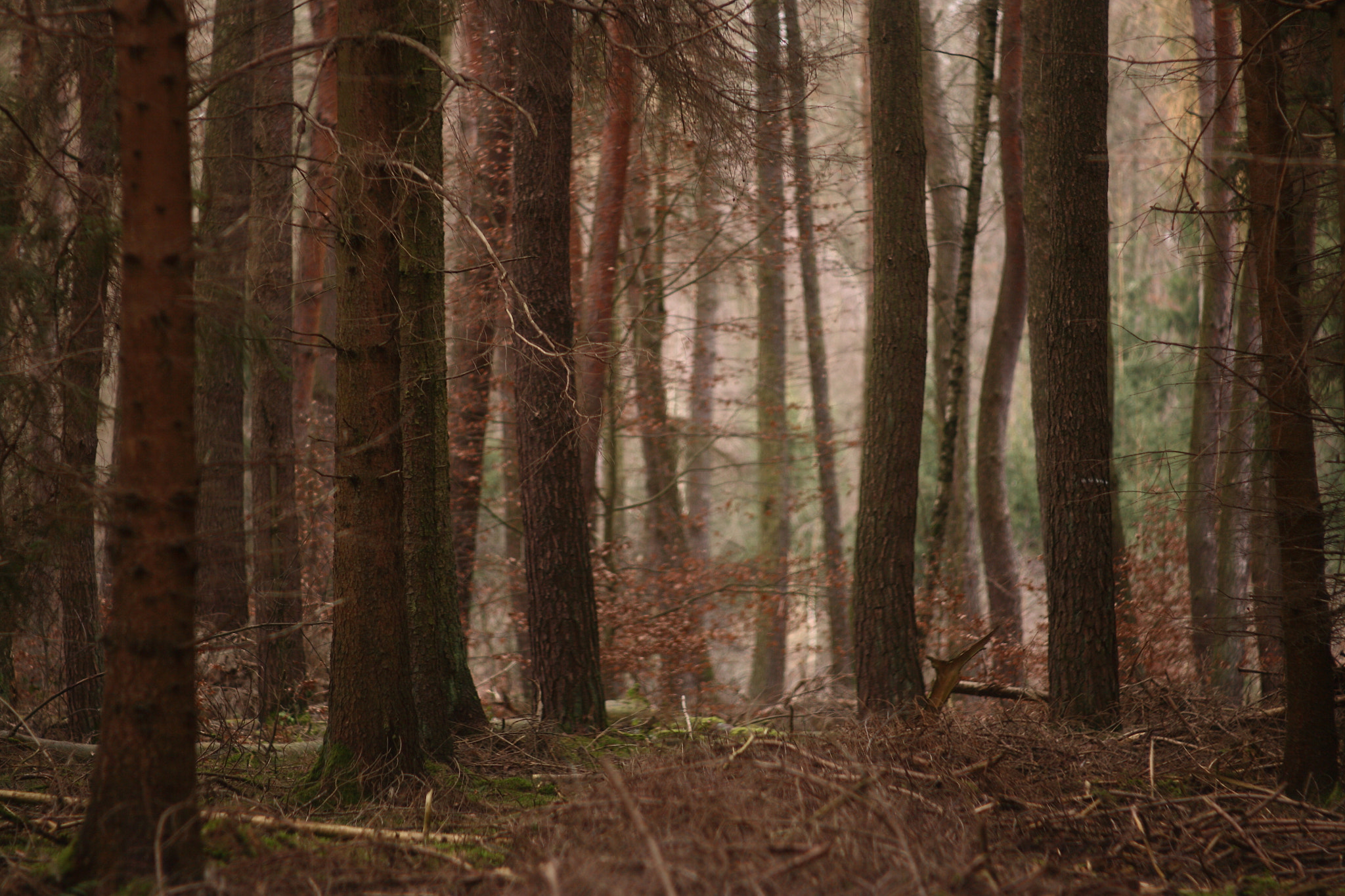 Canon EOS 5D + Canon EF 35-80mm f/4-5.6 sample photo. Mystery woods photography