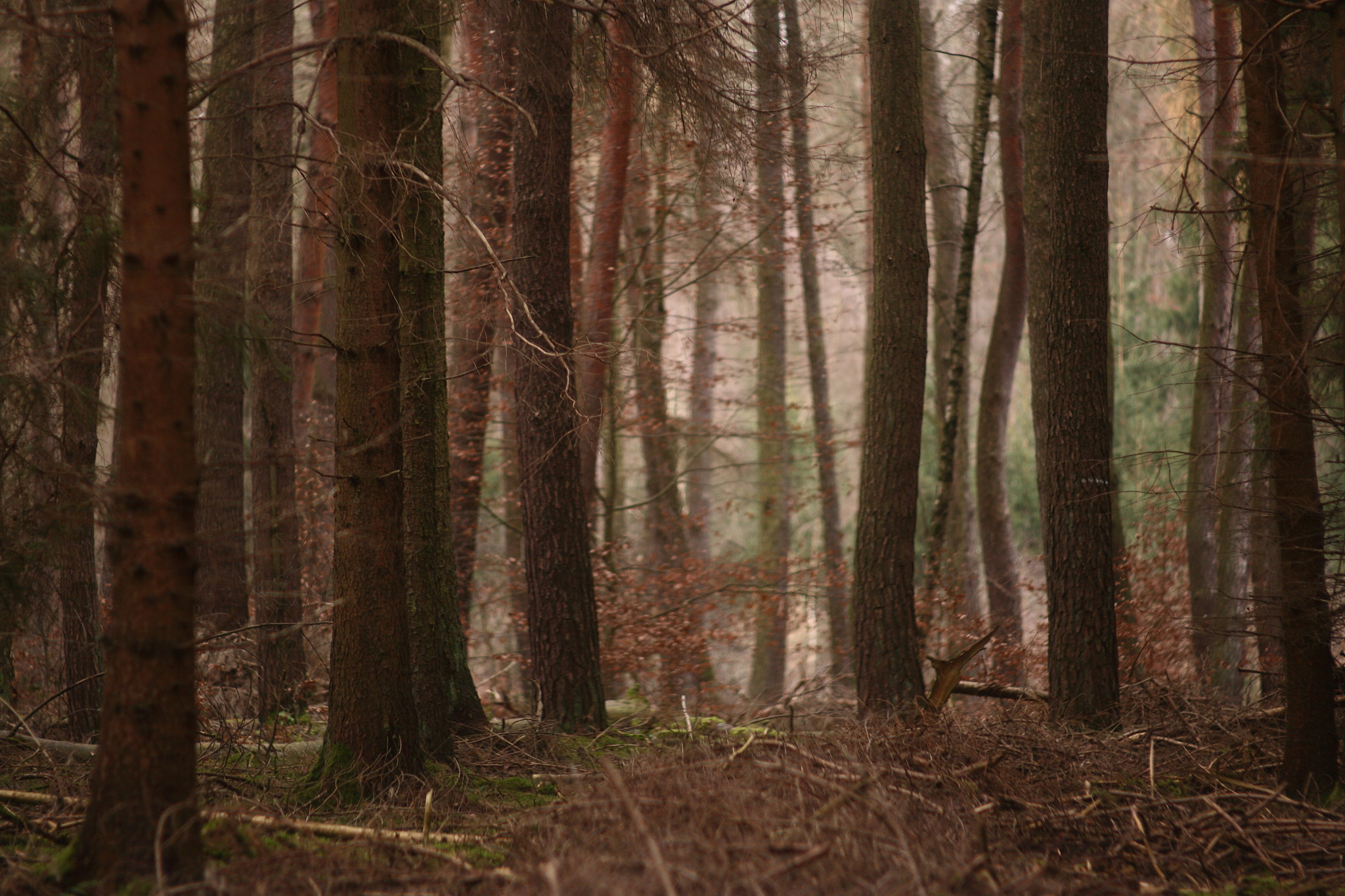 Canon EF 35-80mm f/4-5.6 sample photo. Mystery woods photography