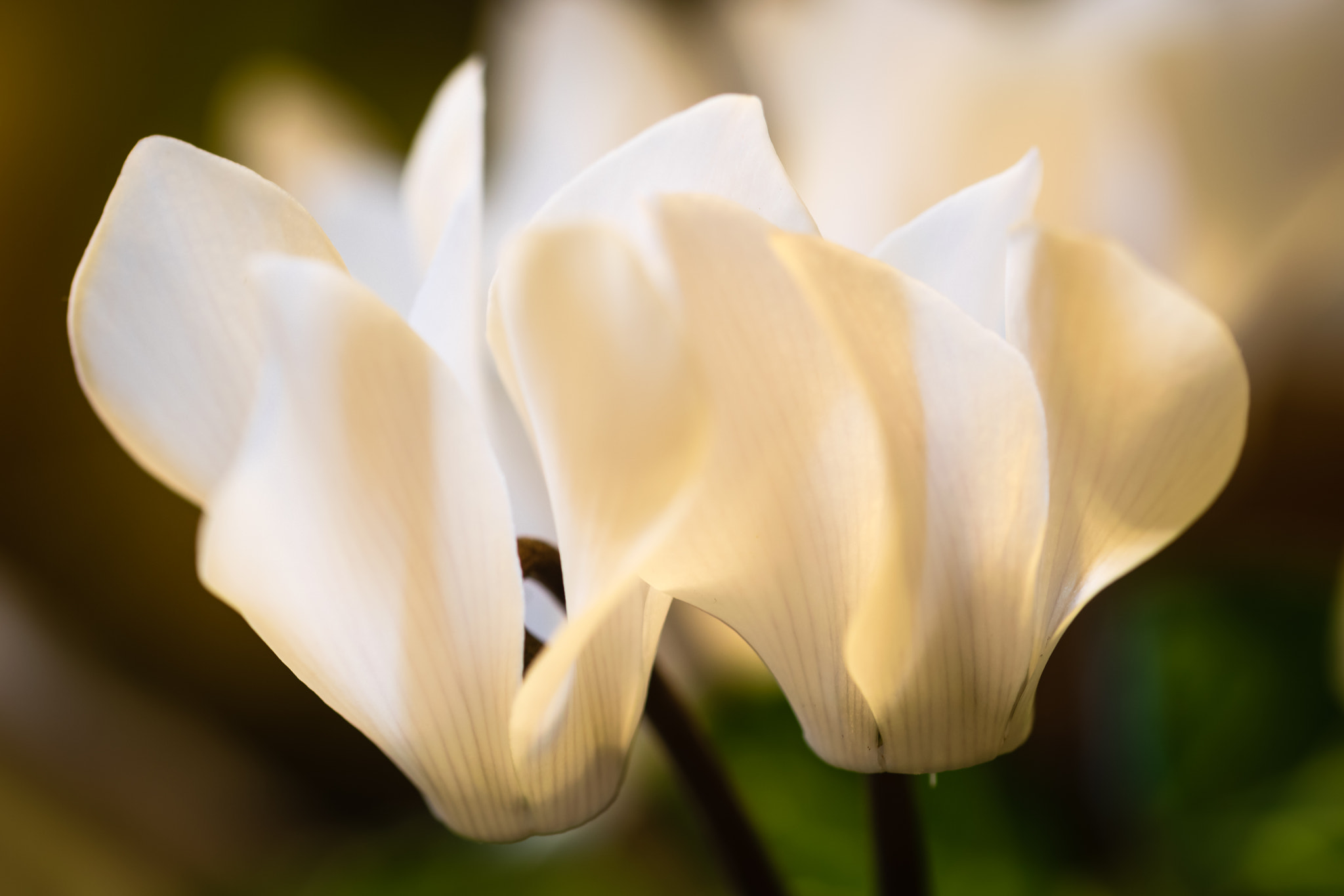 Sigma 105mm F2.8 EX DG OS HSM sample photo. Cyclamen veils photography