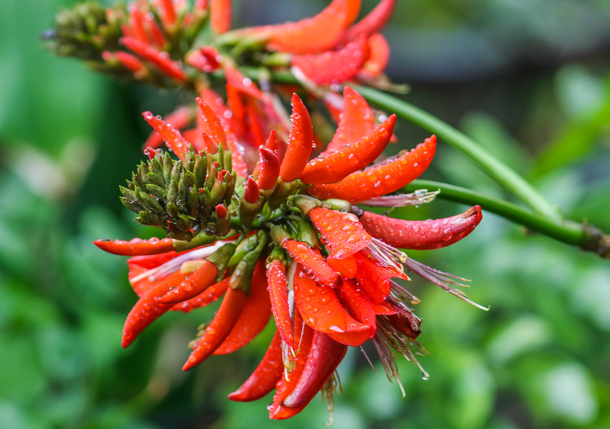 Canon EF 75-300mm f/4-5.6 USM sample photo. Coral tree photography