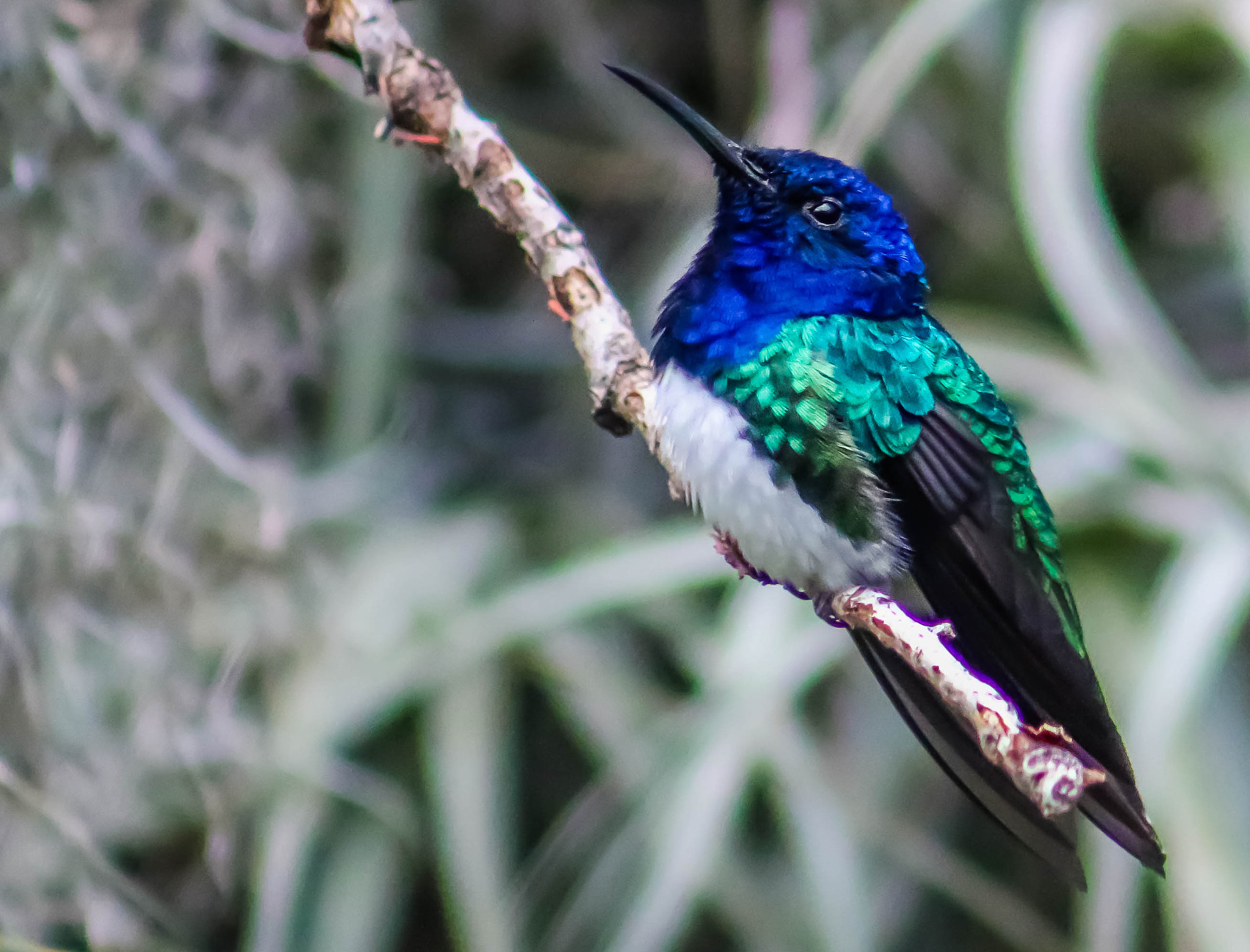 Canon EF 75-300mm f/4-5.6 USM sample photo. Majestic beauty photography