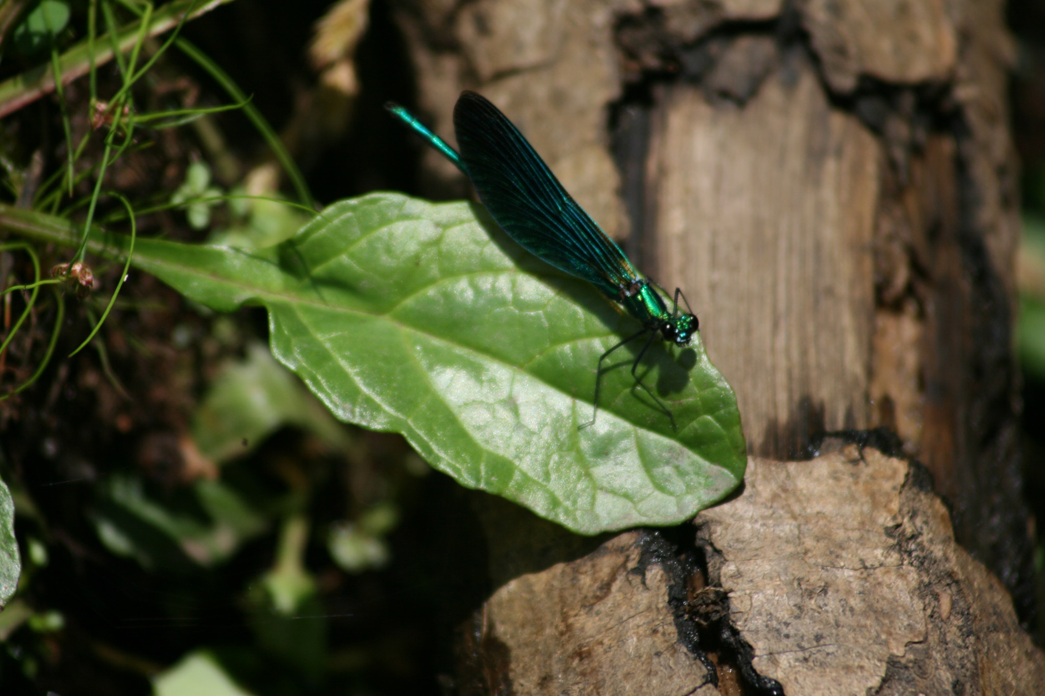 Canon EF 55-200mm F4.5-5.6 II USM sample photo. Dragonfly photography