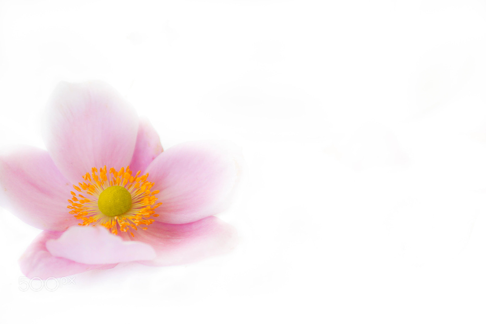 Canon EF 28-90mm f/4-5.6 sample photo. Delicate flower photography