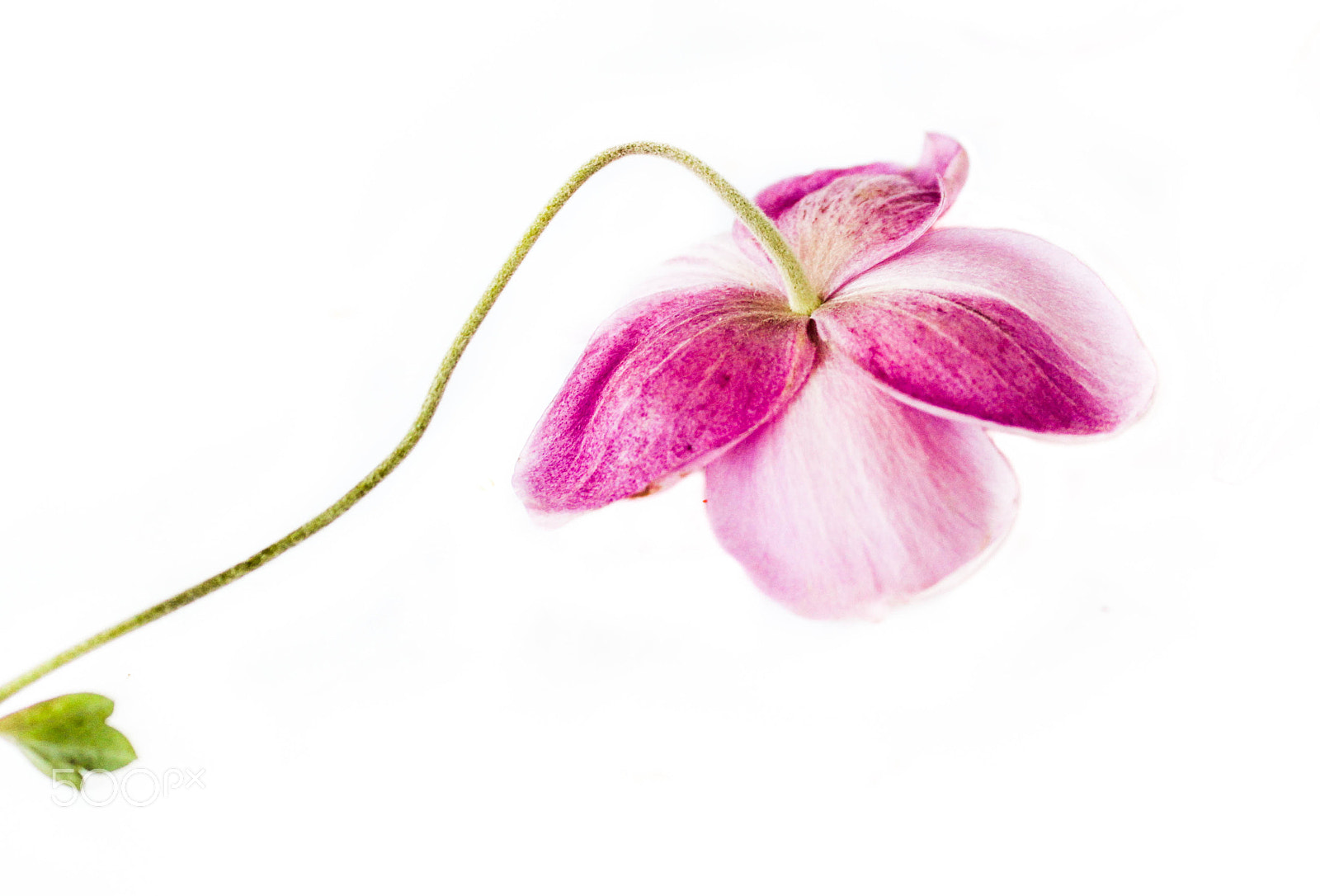 Canon EF 28-90mm f/4-5.6 sample photo. Pink flower spa photography