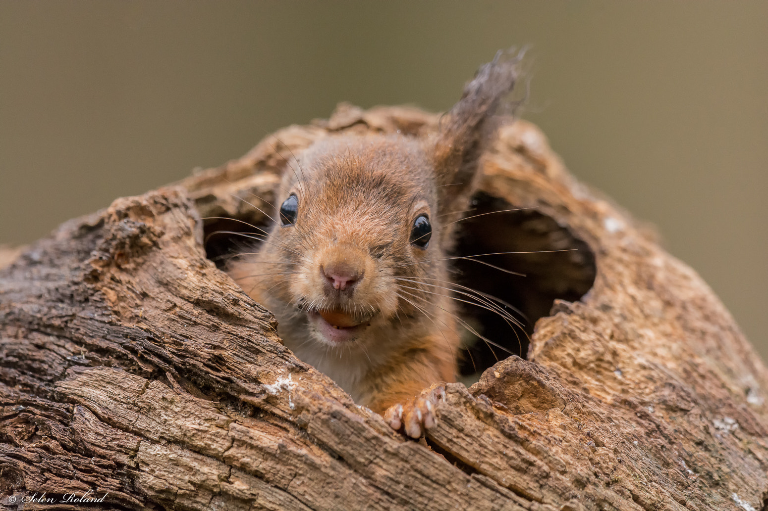 Nikon D7100 + Nikon AF-S Nikkor 500mm F4G ED VR sample photo. Eekhoorn - belgium squirrel! photography